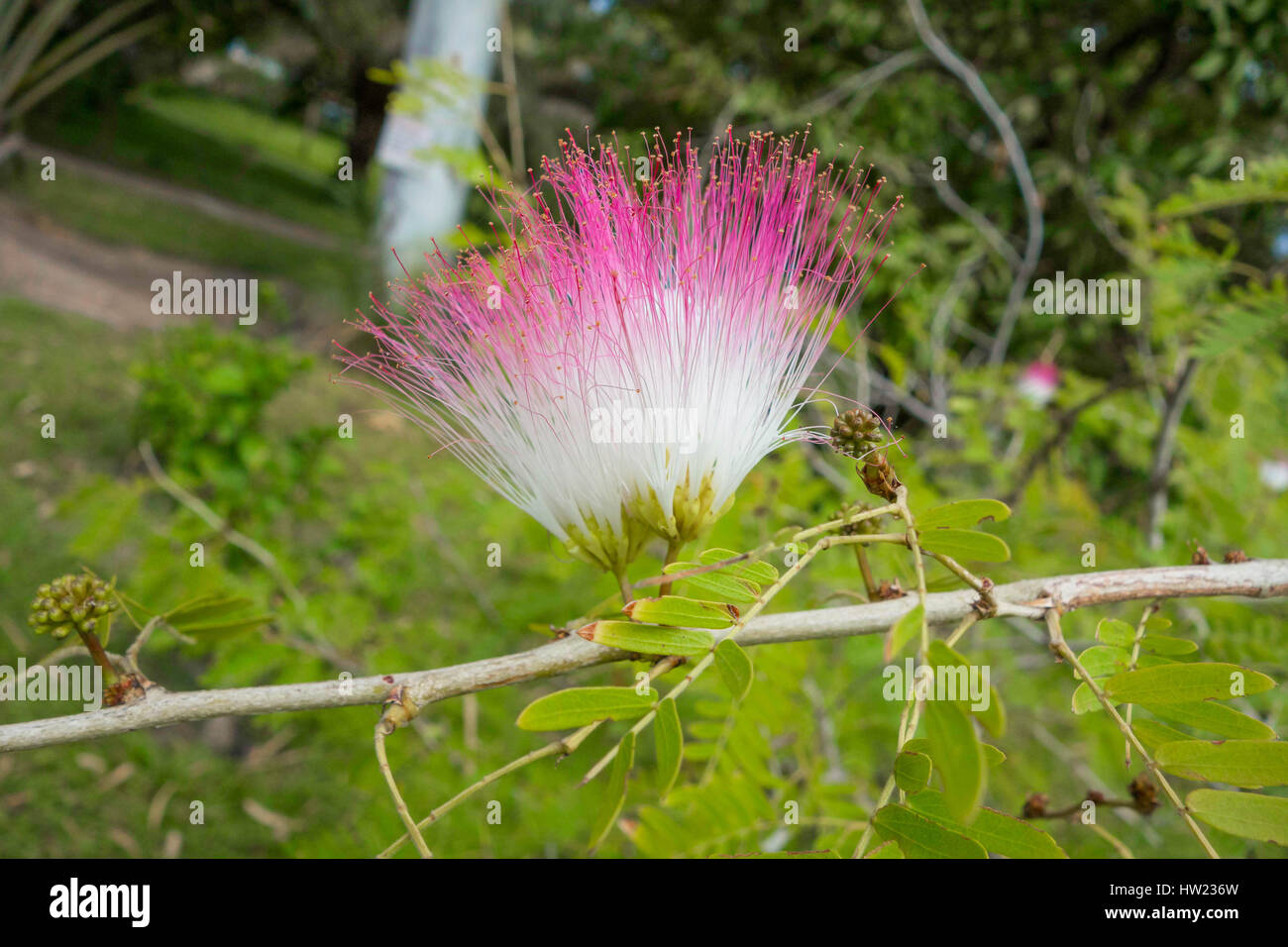 Silk Baum (Albizia) Kololi Senigambia Gambia Westafrika Stockfoto