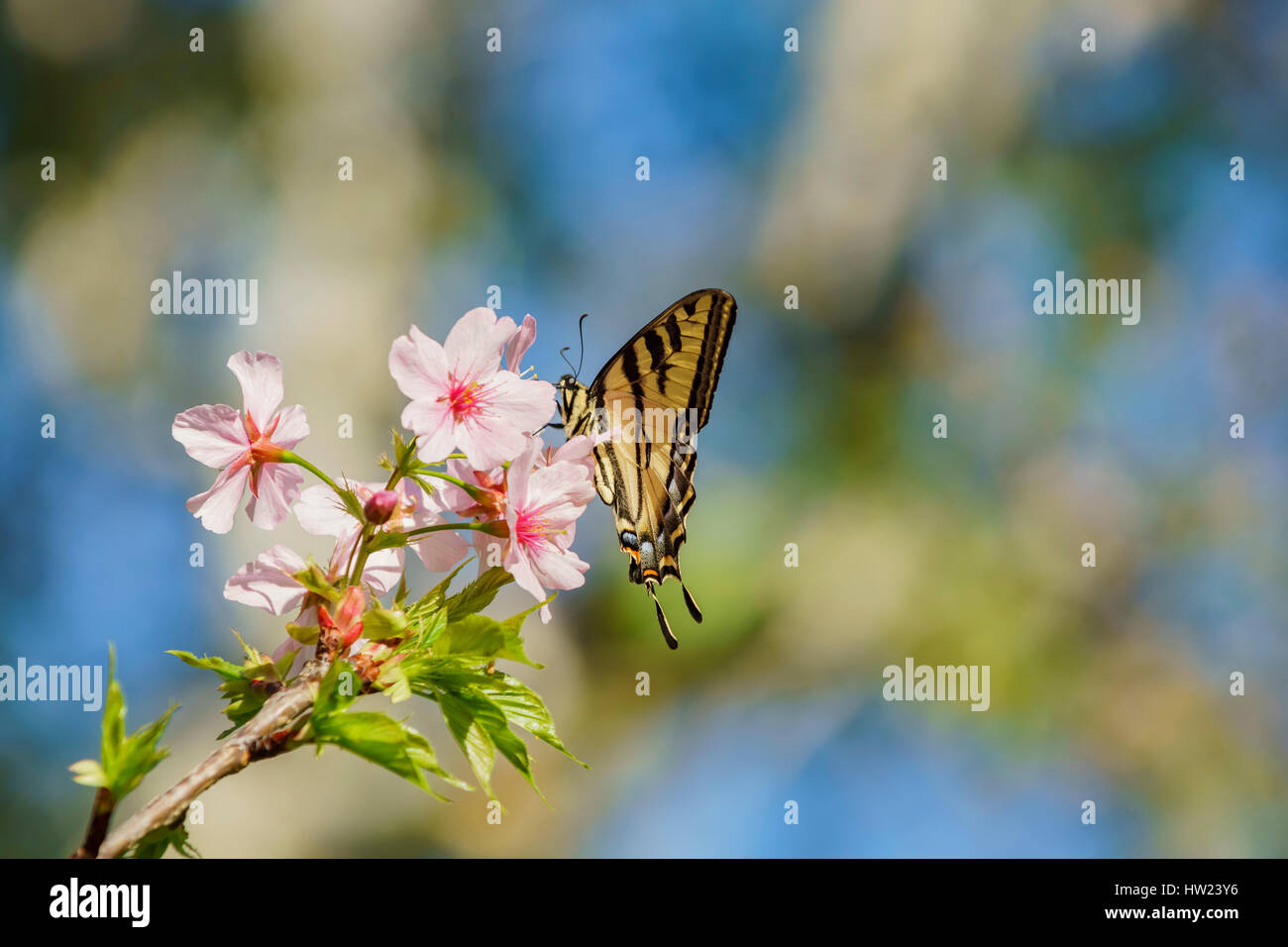 Wunderschöne Kirschblüte mit Schmetterling (Papilio Machaon) bei Schabarum Regional Park, Rowland Heights, Los Angeles County, Kalifornien Stockfoto