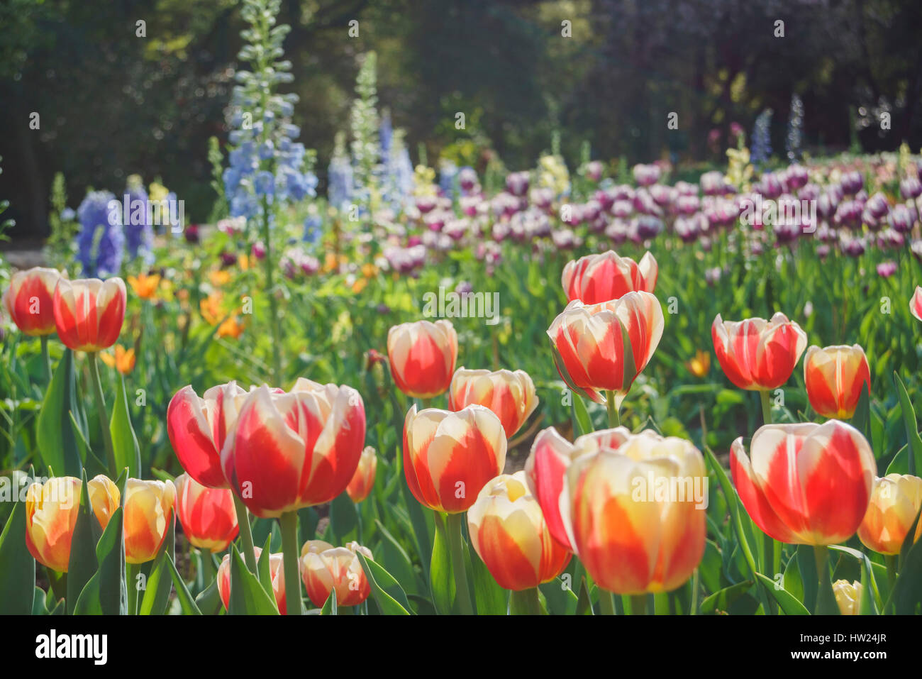 Schone Rote Tulpen Bluhen Im Descanso Garden Los Angeles