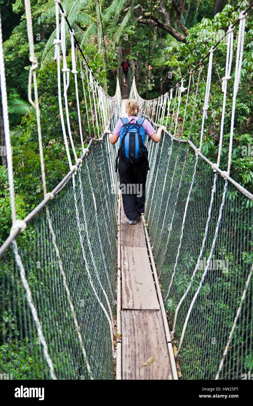 Rainforest Canopy Walkway Borneo Malaysia Stockfoto