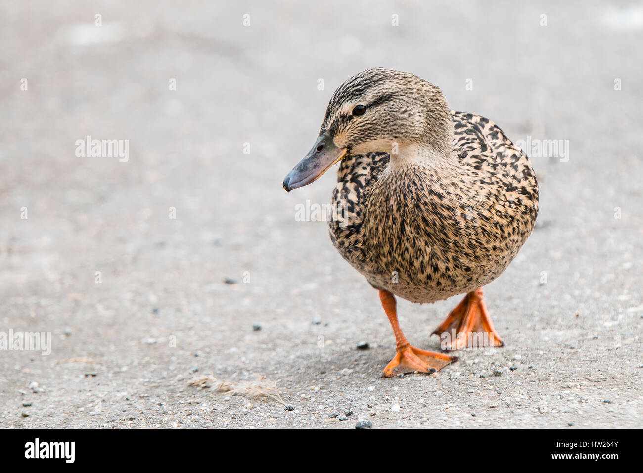 Eine niedliche Ente zu Fuß auf der Straße - März 2017 Groningen Niederlande Stockfoto