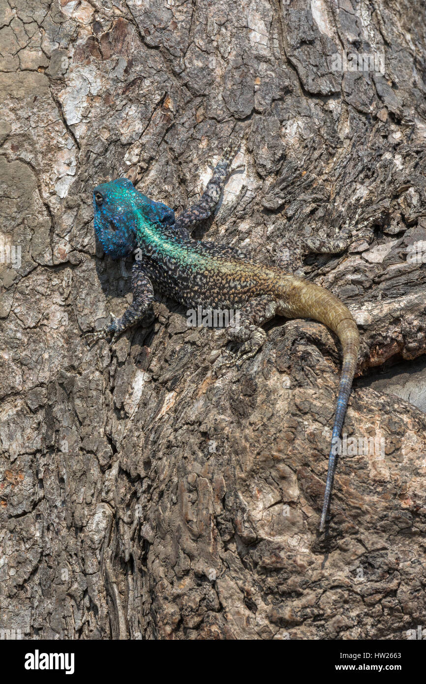 Baum Agama (Acanthoceros Atricollis), Krüger Nationalpark, Südafrika, September 2016 Stockfoto