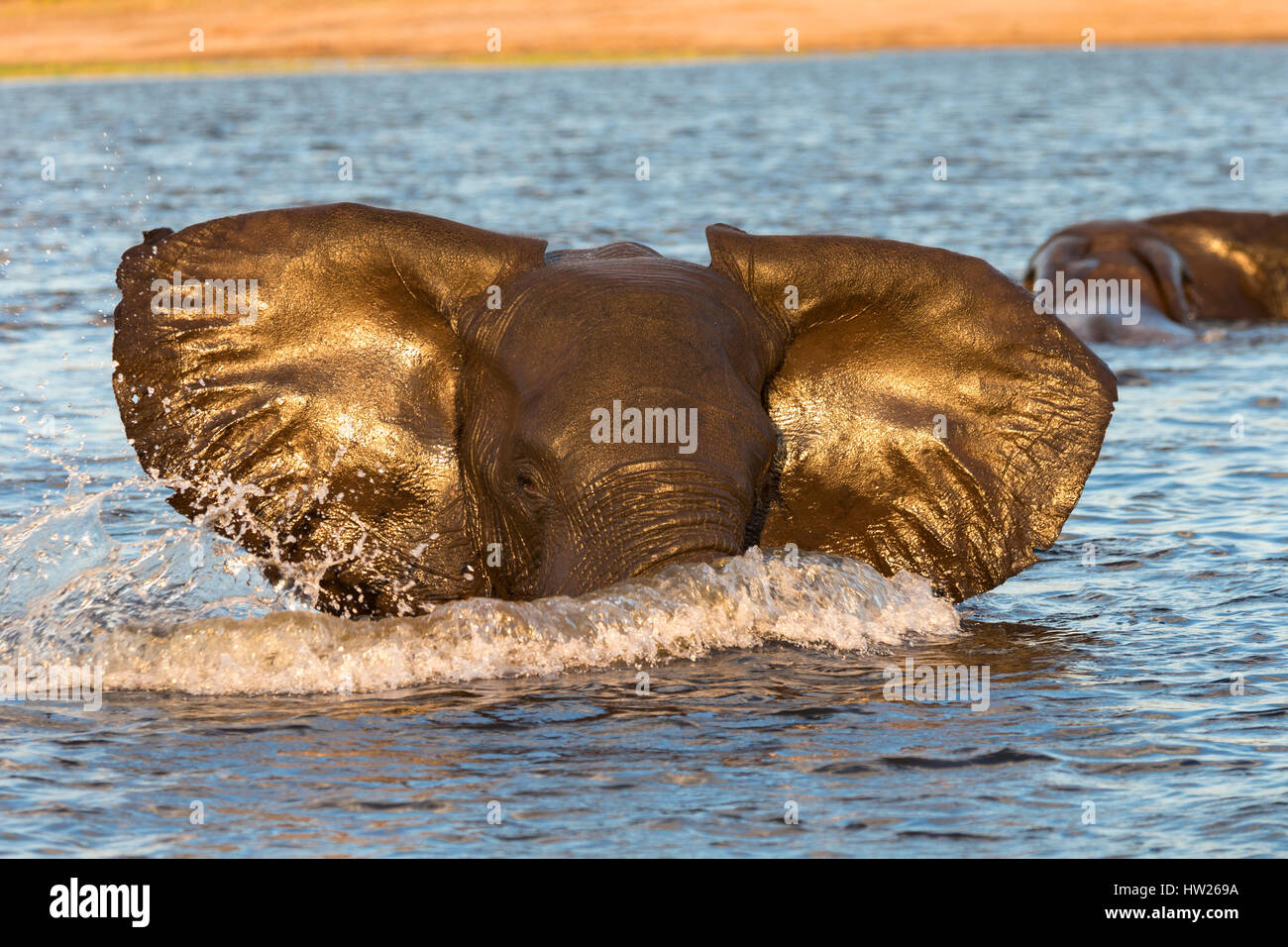 Afrikanischer Elefant (Loxodonta Africana) im Wasser, Chobe River, Botswana, Juni 2016 Stockfoto