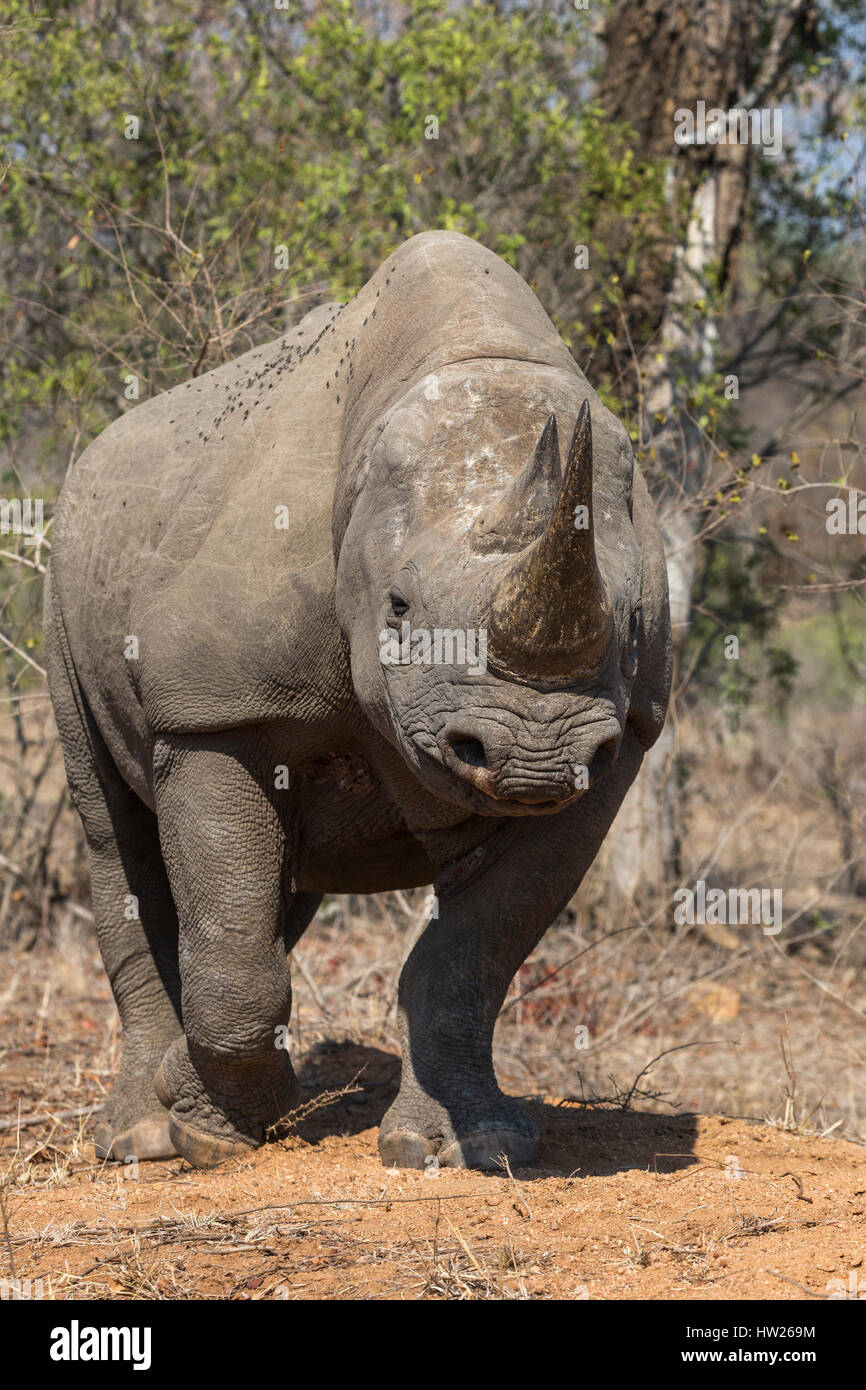 Spitzmaulnashorn (Diceros Bicornis) ohne Ohren, Krüger Nationalpark, Südafrika, September 2016 Stockfoto