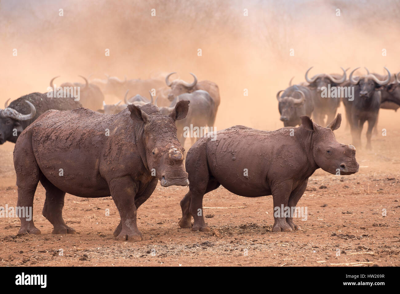 Breitmaulnashorn (Ceratotherium Simum) und Kalb, dehorned, Zimanga privaten Wildreservat KwaZulu Natal, Südafrika, September 2016 Stockfoto