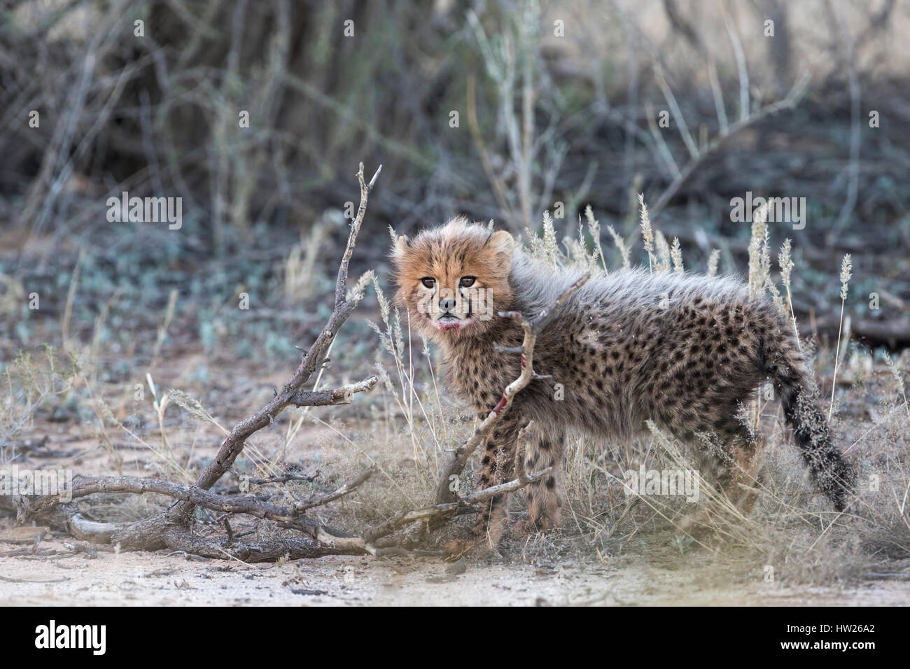 Gepard (Acinonyx Jubatus) Cub, Kgalagadi Transfronter Park, Northern Cape, Südafrika, Juni 2016 Stockfoto