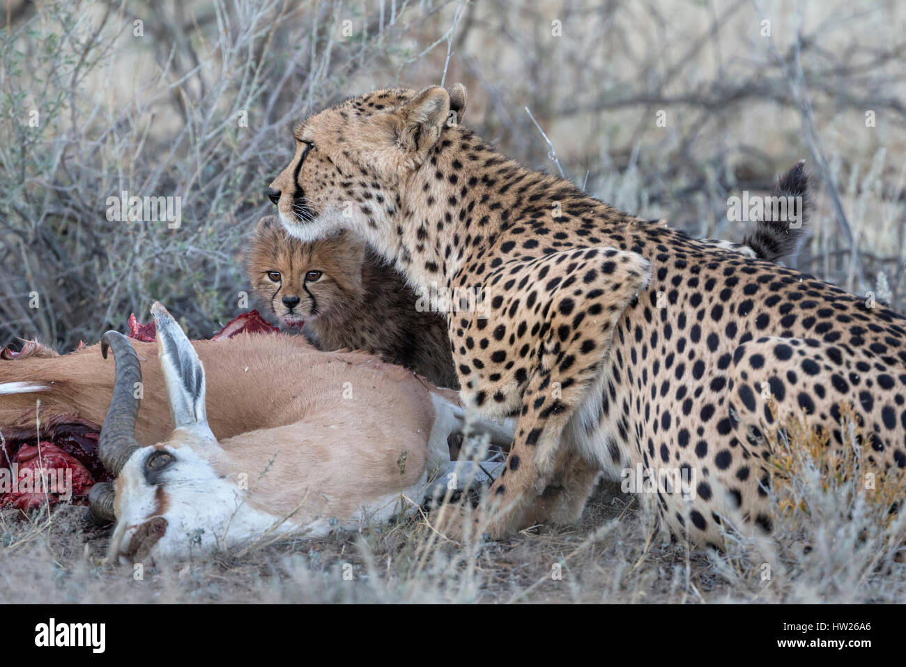 Gepard (Acinonyx Jubatus) mit Cub auf Springbock töten, Kgalagadi Transfronter Park, Northern Cape, Südafrika, Juni 2016 Stockfoto