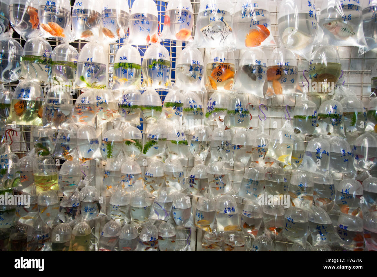 Aquarium Fisch in Plastiktüten zum Verkauf in der Goldfish Market in Mong Kok, Hong Kong angezeigt. Stockfoto