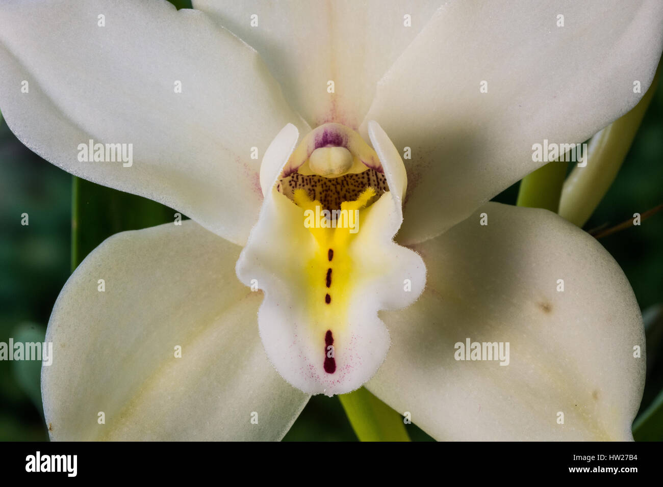 Nahaufnahme von einer weißen Cymbidium Orchidee Blume Stockfoto
