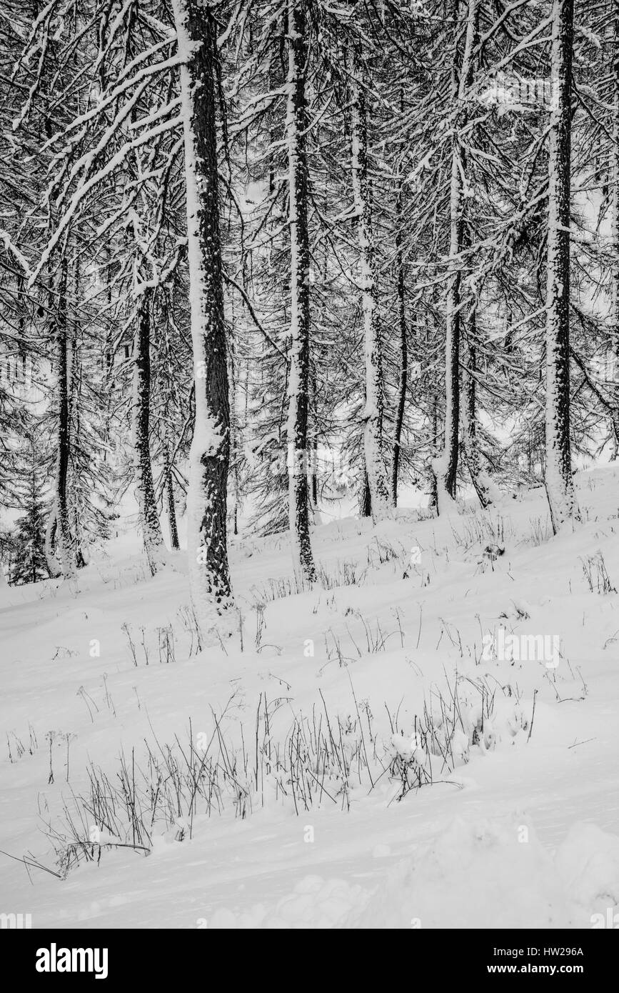 Österreich, Tirol, Winterlandschaft in den Bergen des Villgratentals Stockfoto