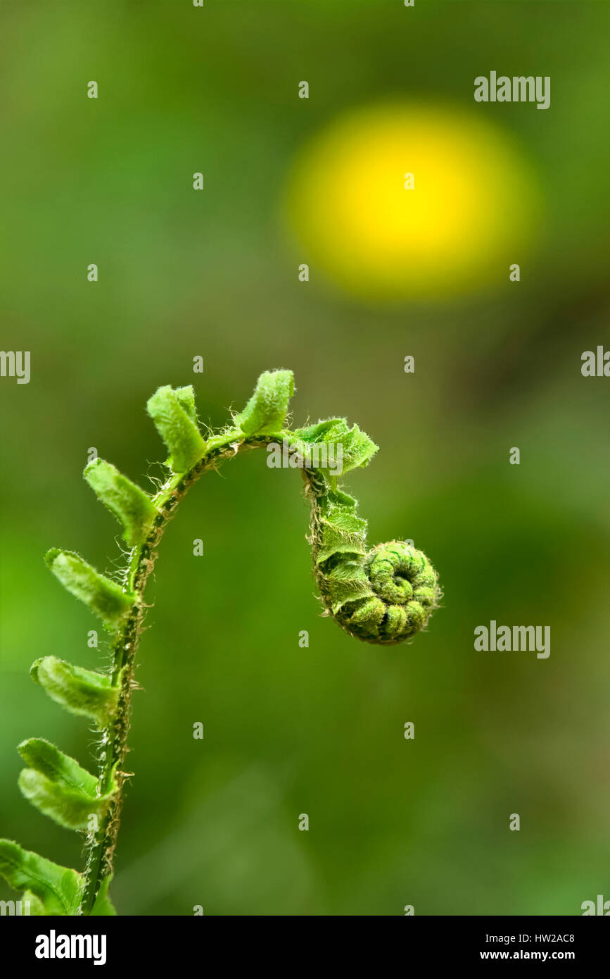 Neues Wachstum im Frühjahr Farn (Wedel) unfurling Blatt. Stockfoto