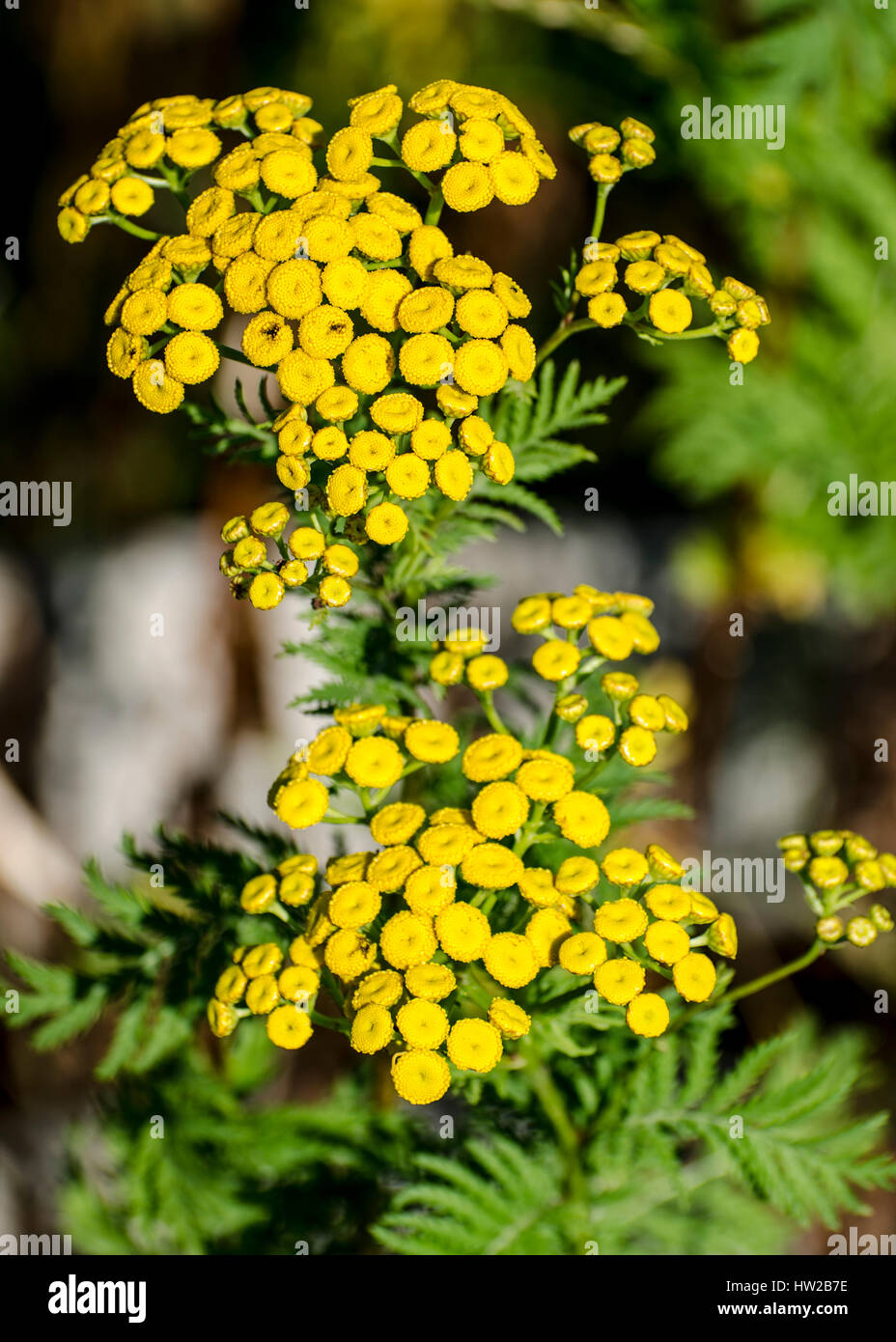 Gemeinsamen Rainfarn, Blue Hill Bay Stockfoto