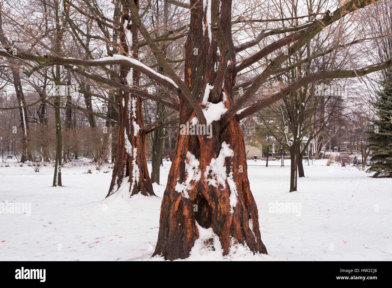 Weißer Schnee bedeckten Dawn Redwood Metasequoia im winter Stockfoto