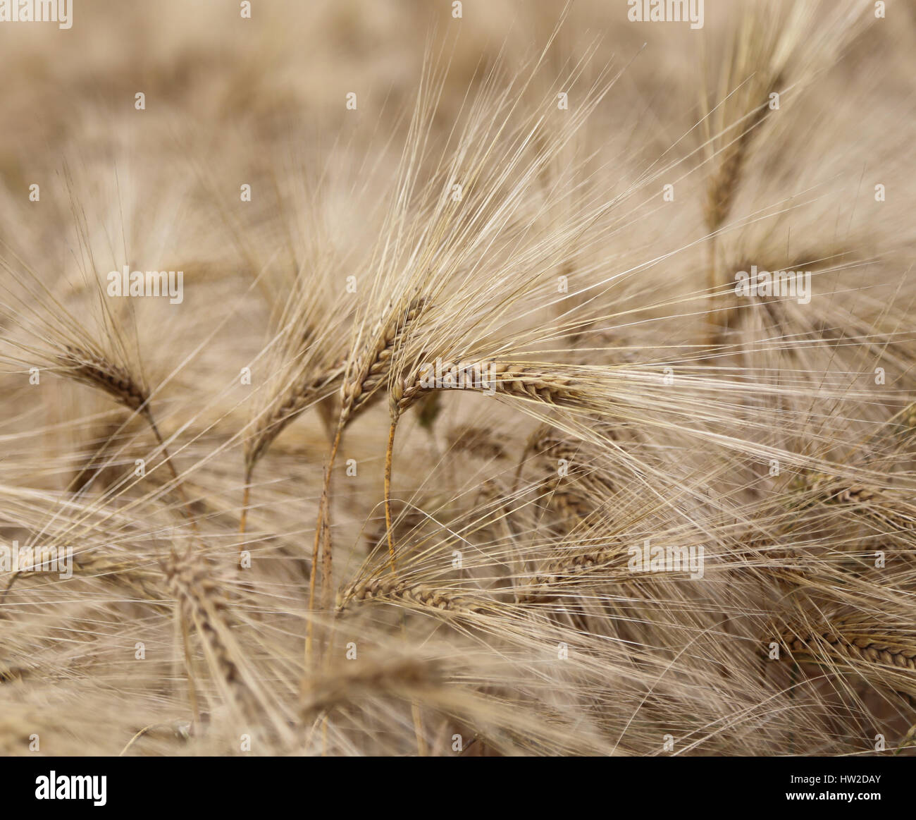 Hintergrund der Reife Ähren auf dem bebauten Gebiet im Sommer Stockfoto