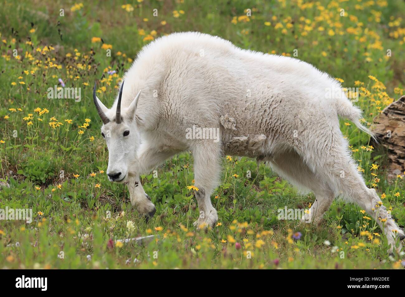 Rocky Mountain Goat Stockfoto