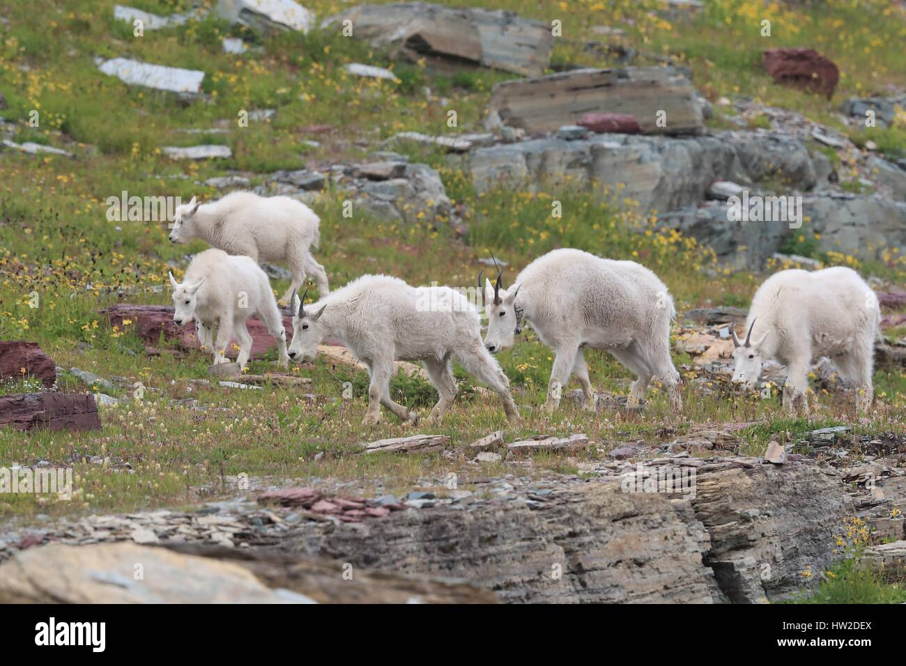 Rocky Mountain Goats Stockfoto
