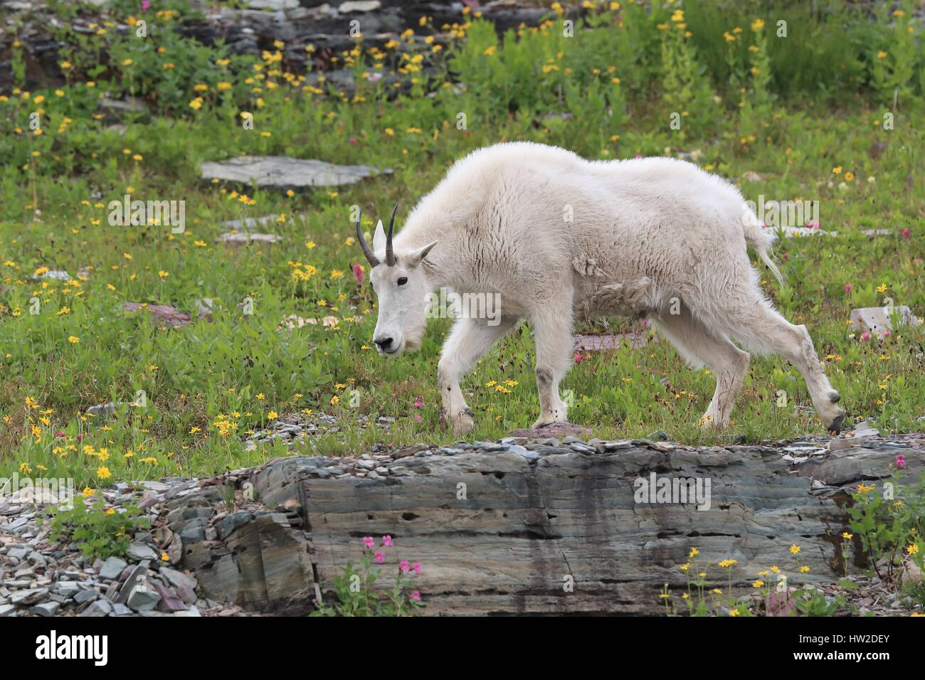 Rocky Mountain Goat Stockfoto