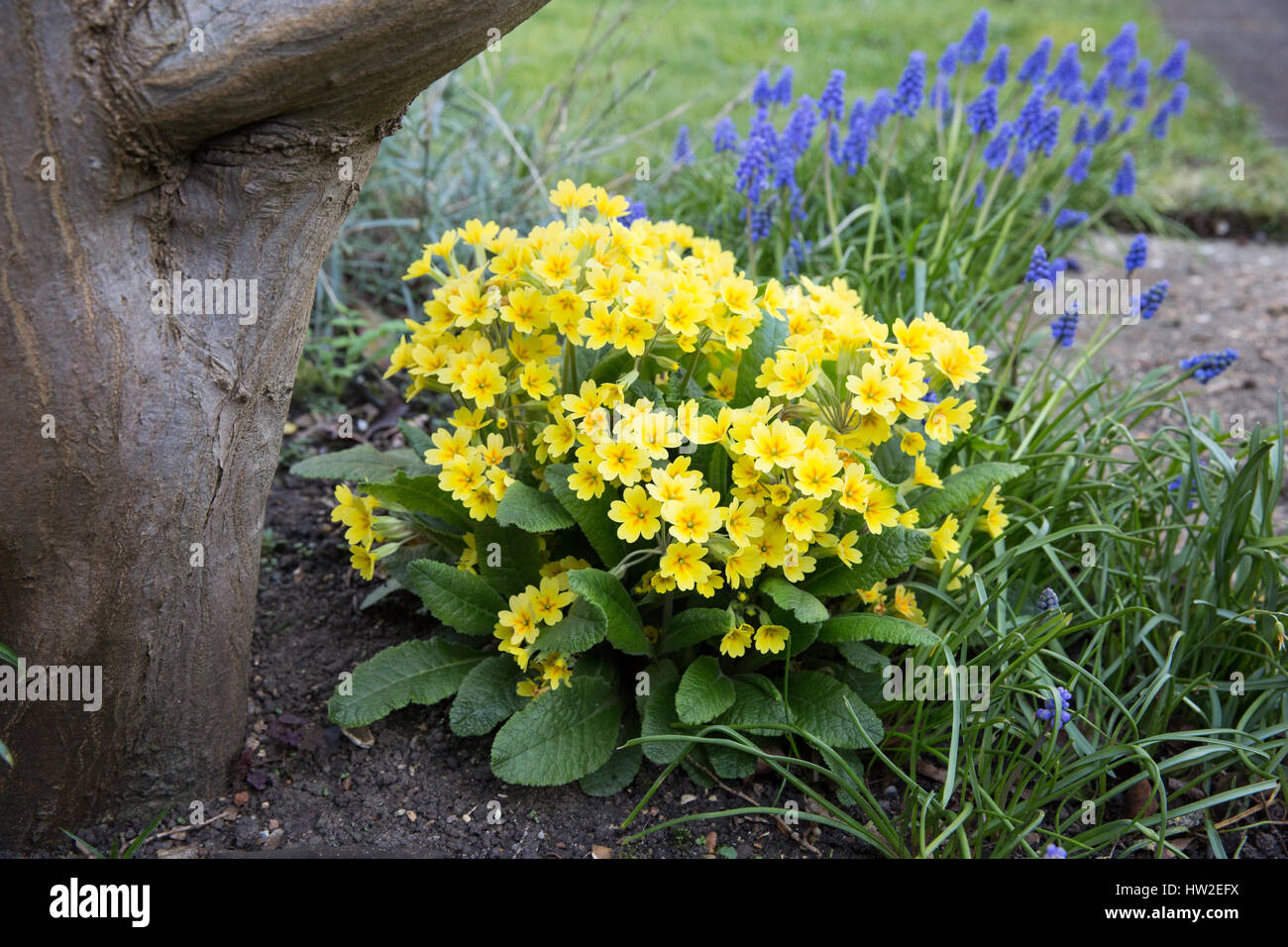 Windsor, UK. 15. März 2017. Primeln blühen nach wärmeren Wetter. Stockfoto