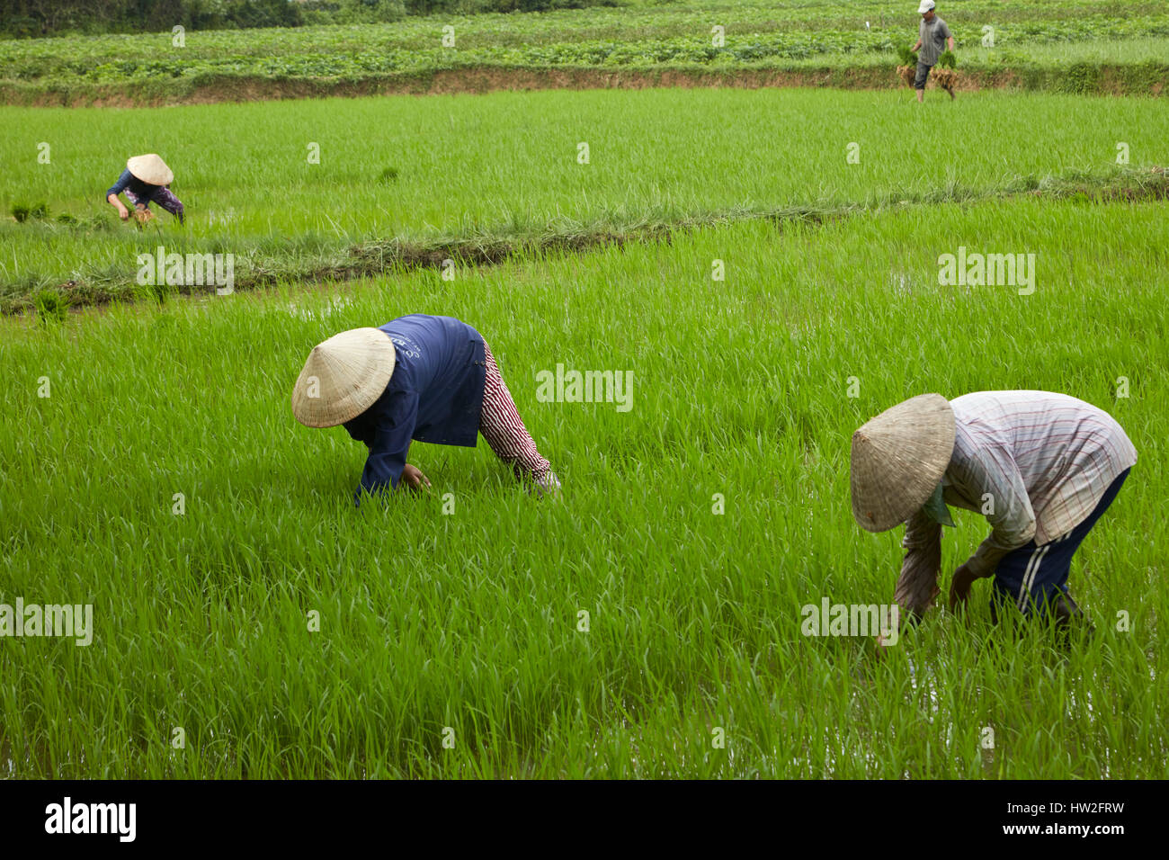 Arbeitnehmer in Reis Feld, Cam Kim Insel, Hoi an, Vietnam ...