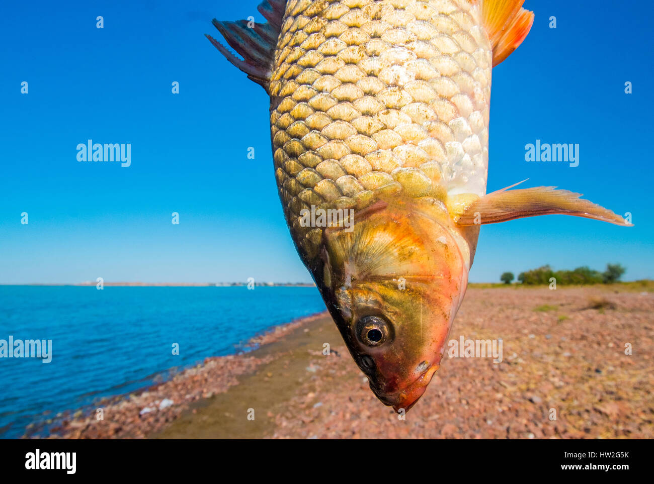 Fische hängen kopfüber am See Stockfoto
