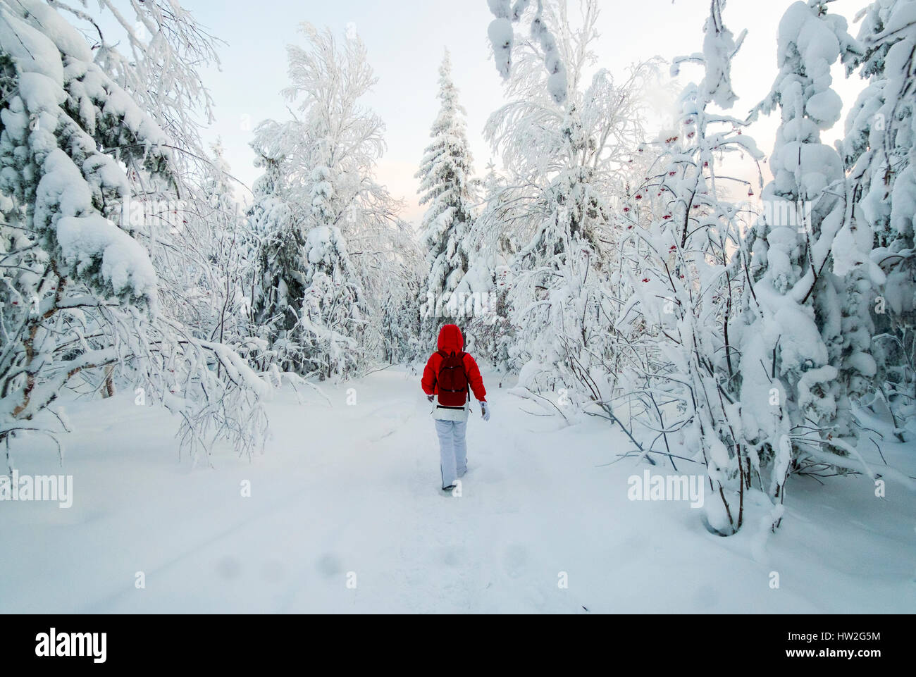 Kaukasische Frau Wandern im verschneiten Wald Stockfoto