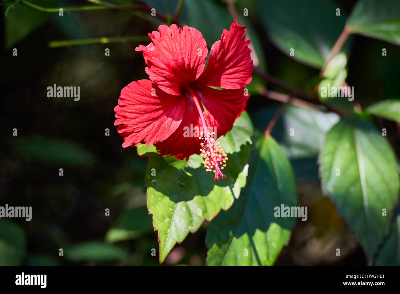 Blüte einer roten Hibiskus Stockfoto