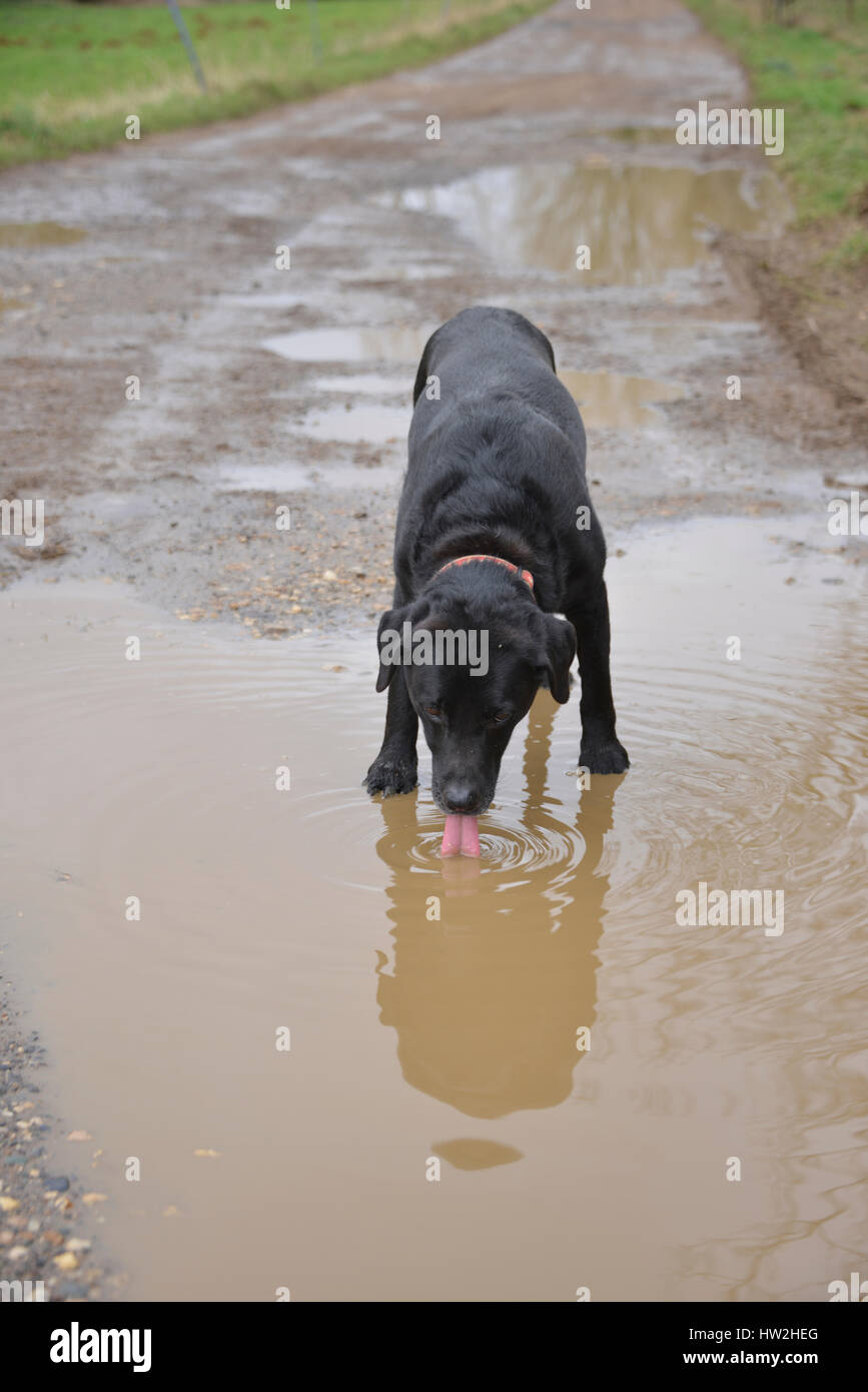 Schwarzer Labrador Retriever aus Pfütze mit schmutzigem Wasser trinken Stockfoto
