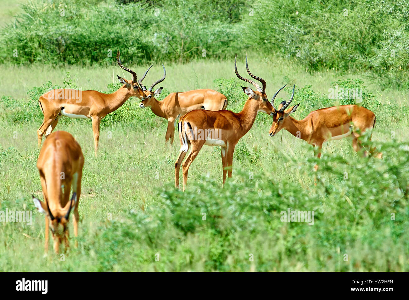 Gruppe von Impala bacherlors Stockfoto
