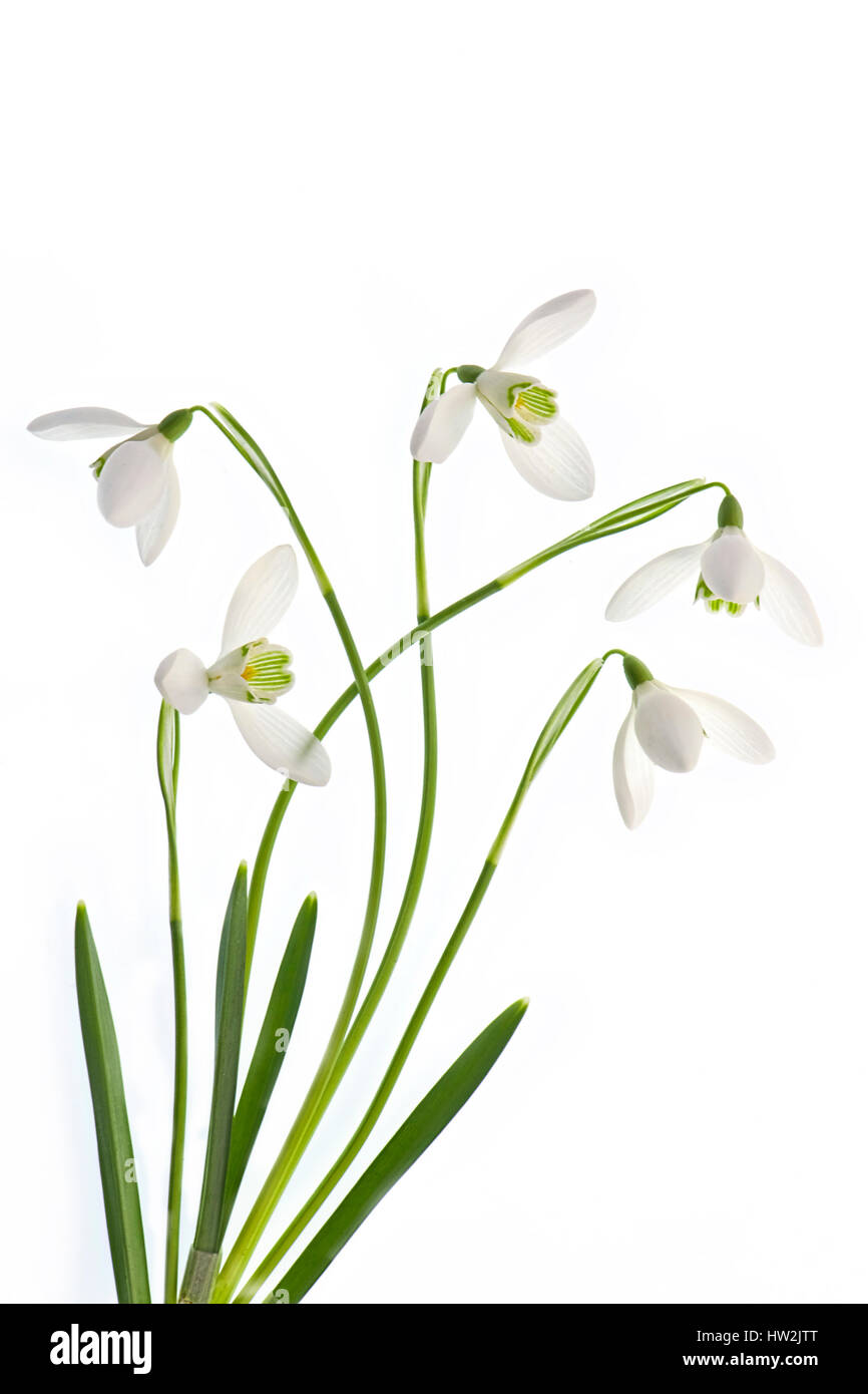 Ein High-Key, Nahaufnahme Bild des weißen zarten Frühling Blüten Galanthus Nivalis auch bekannt als gemeinsame Schneeglöckchen, gegen einen weißen Hintergrund. Stockfoto