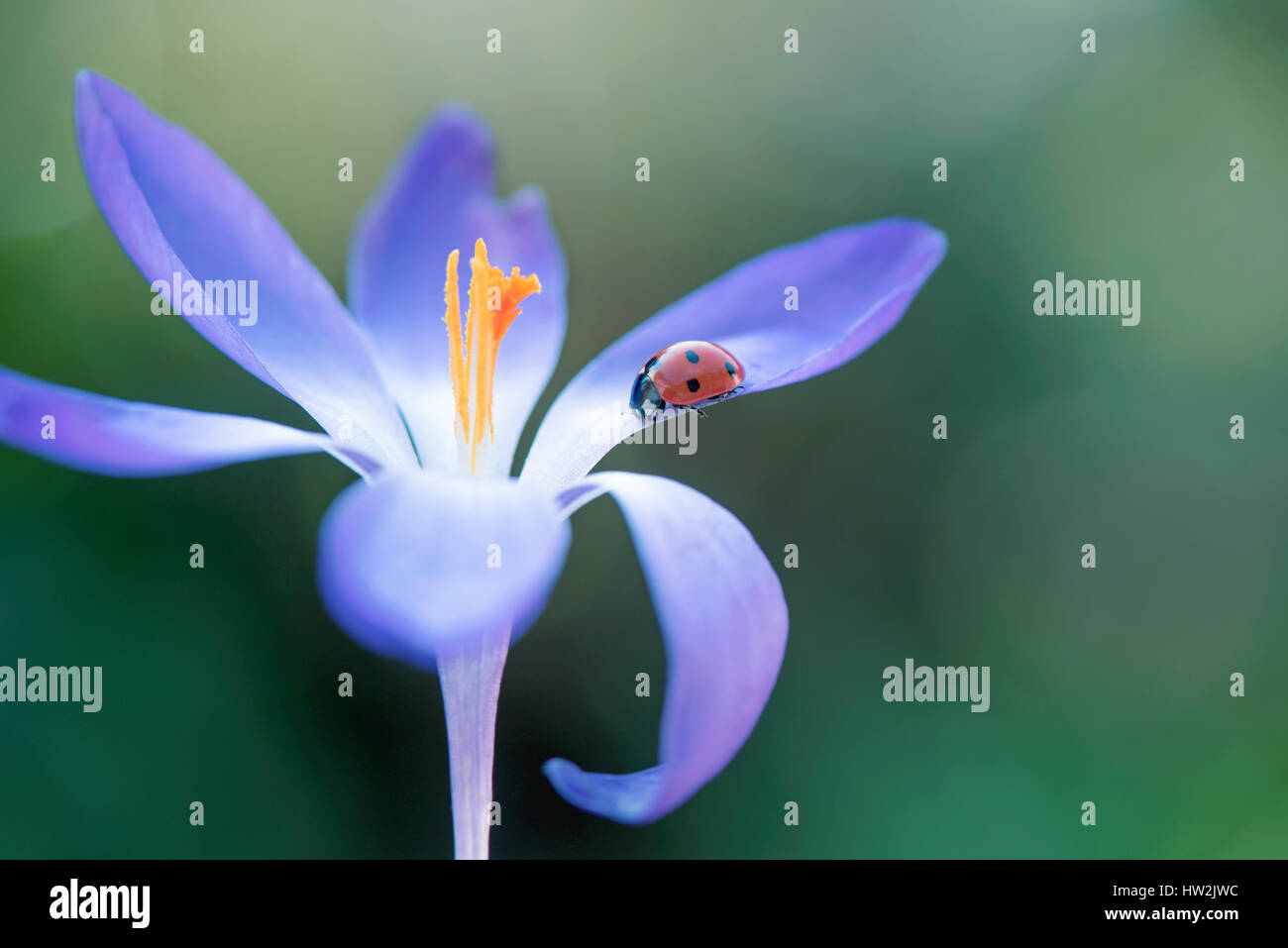 Ein sieben spot Ladybird - Coccinella-Septempunctata ruht auf dem Blütenblatt eine Frühlingsblume Blüte lila Crocus. Stockfoto