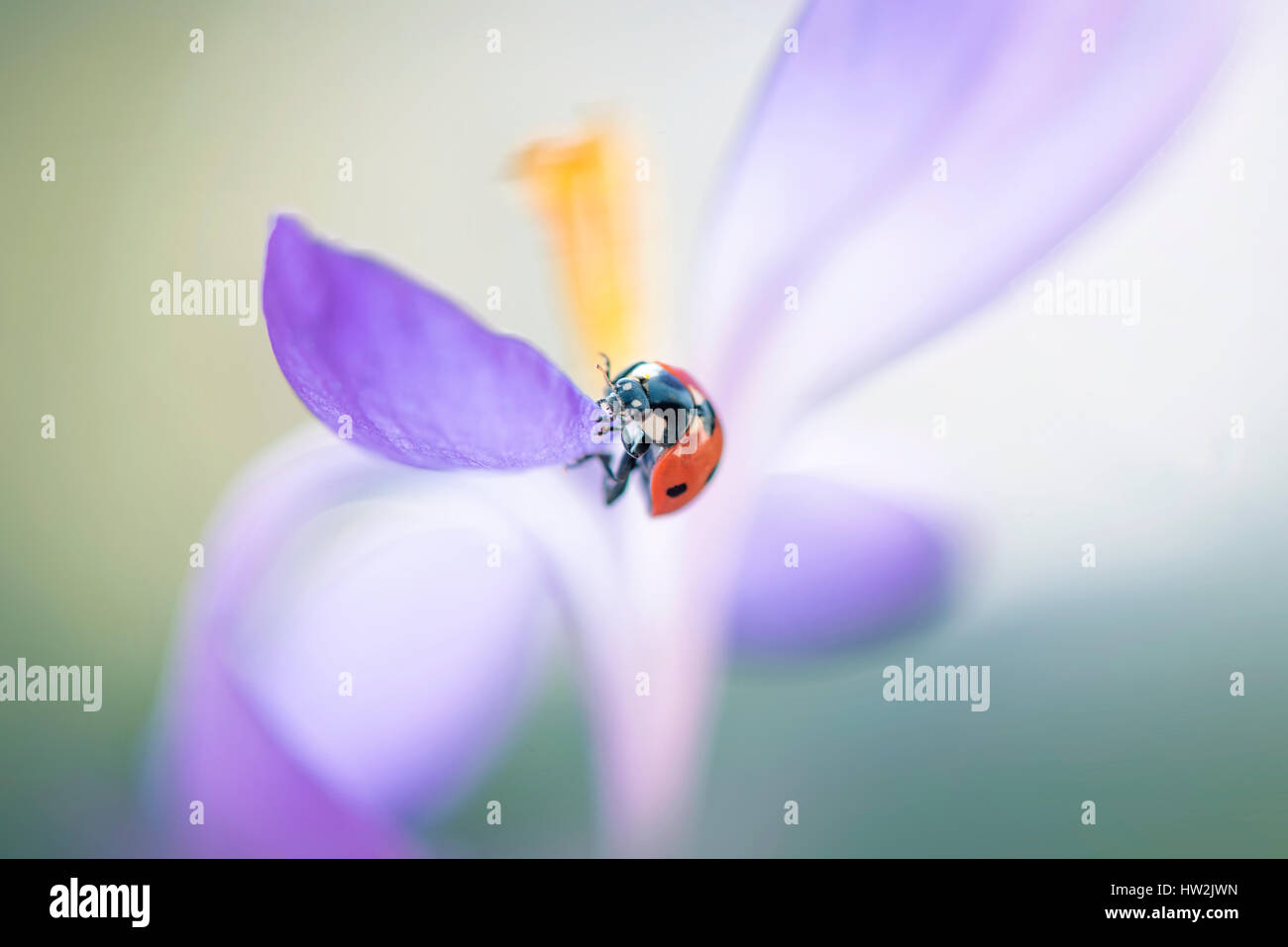 Ein sieben spot Ladybird - Coccinella-Septempunctata ruht auf dem Blütenblatt eine Frühlingsblume Blüte lila Crocus. Stockfoto