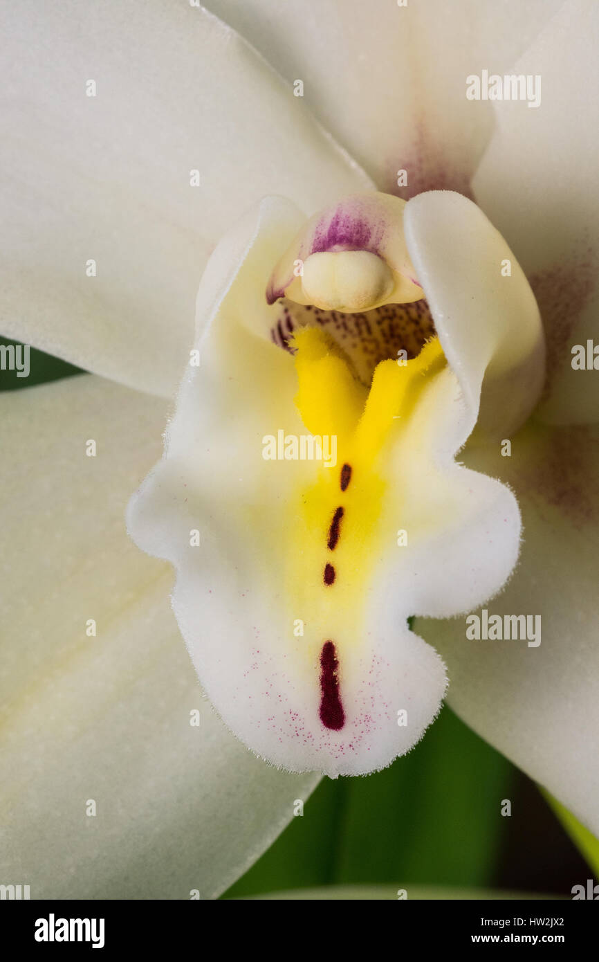 Nahaufnahme von einer weißen Cymbidium Orchidee Blume Stockfoto