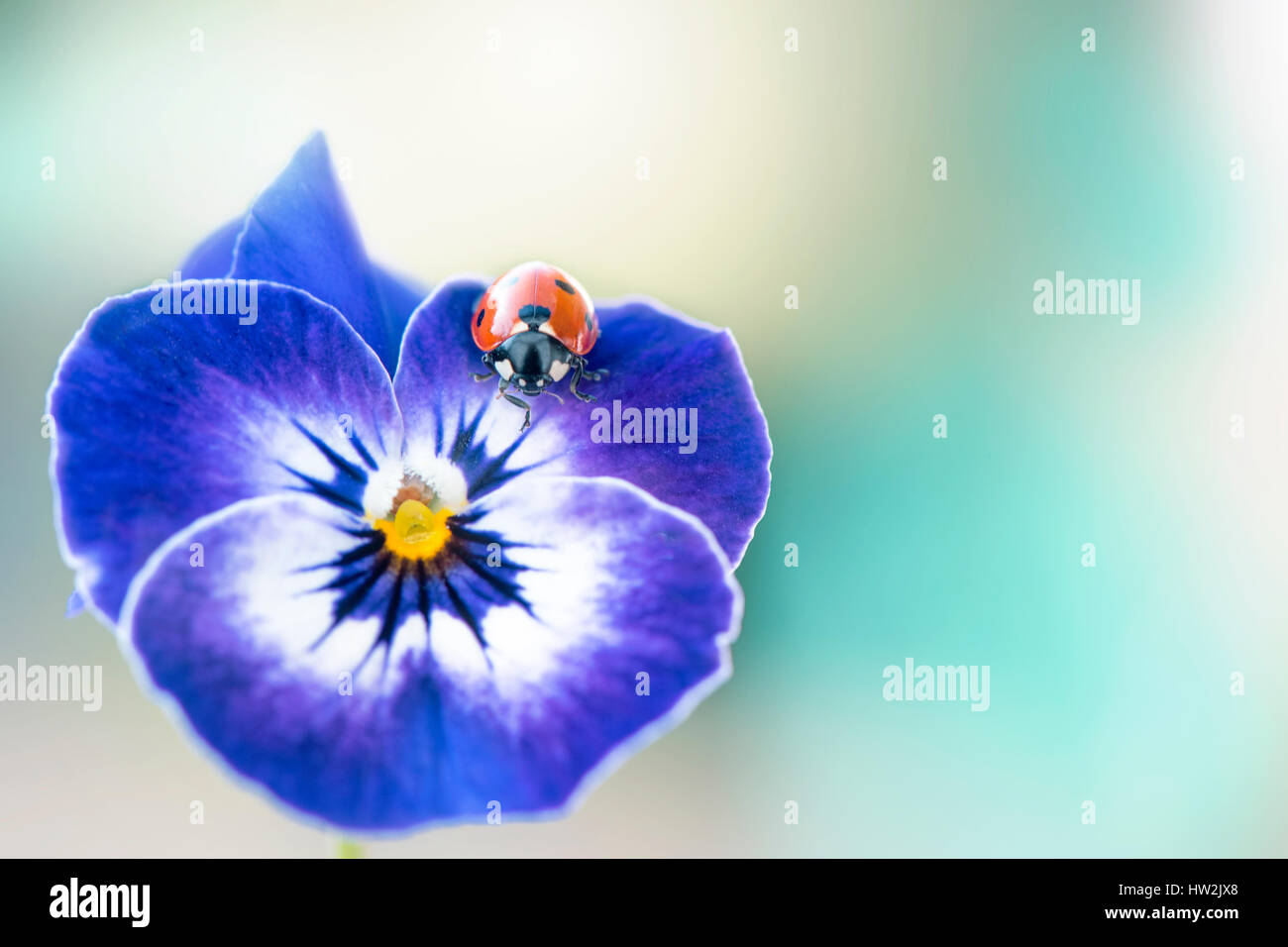 Nahaufnahme eines blauen Stiefmütterchen Blume und 7-Punkt Marienkäfer, einem weichen Hintergrund genommen Stockfoto