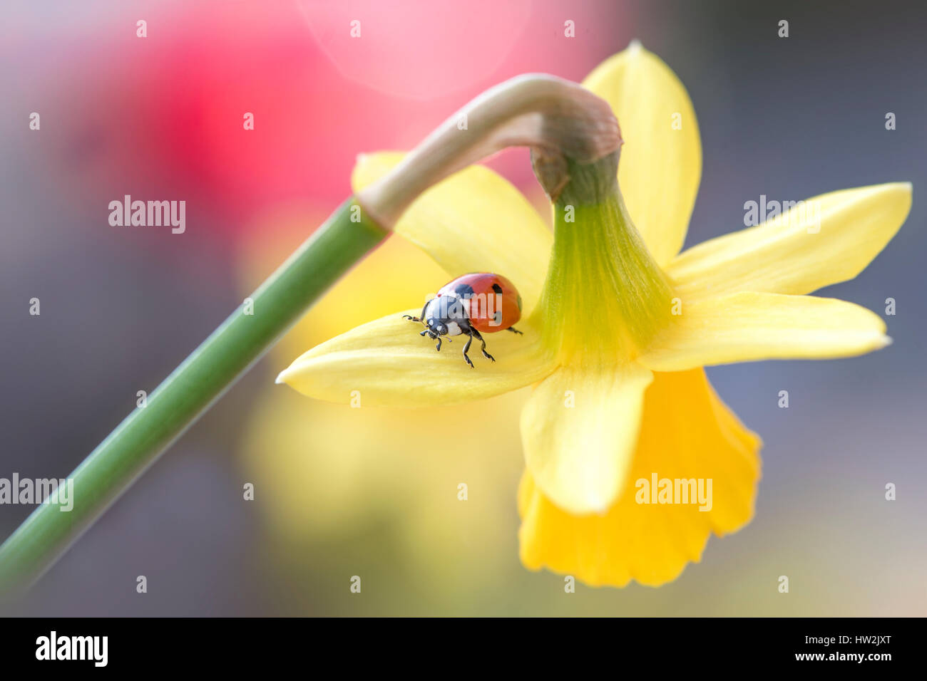 Ein 7-Punkt Marienkäfer - Coccinella 7-Trommler, auf eine gelb, Frühling blühenden Narzissen - Narcissus Blume. Stockfoto