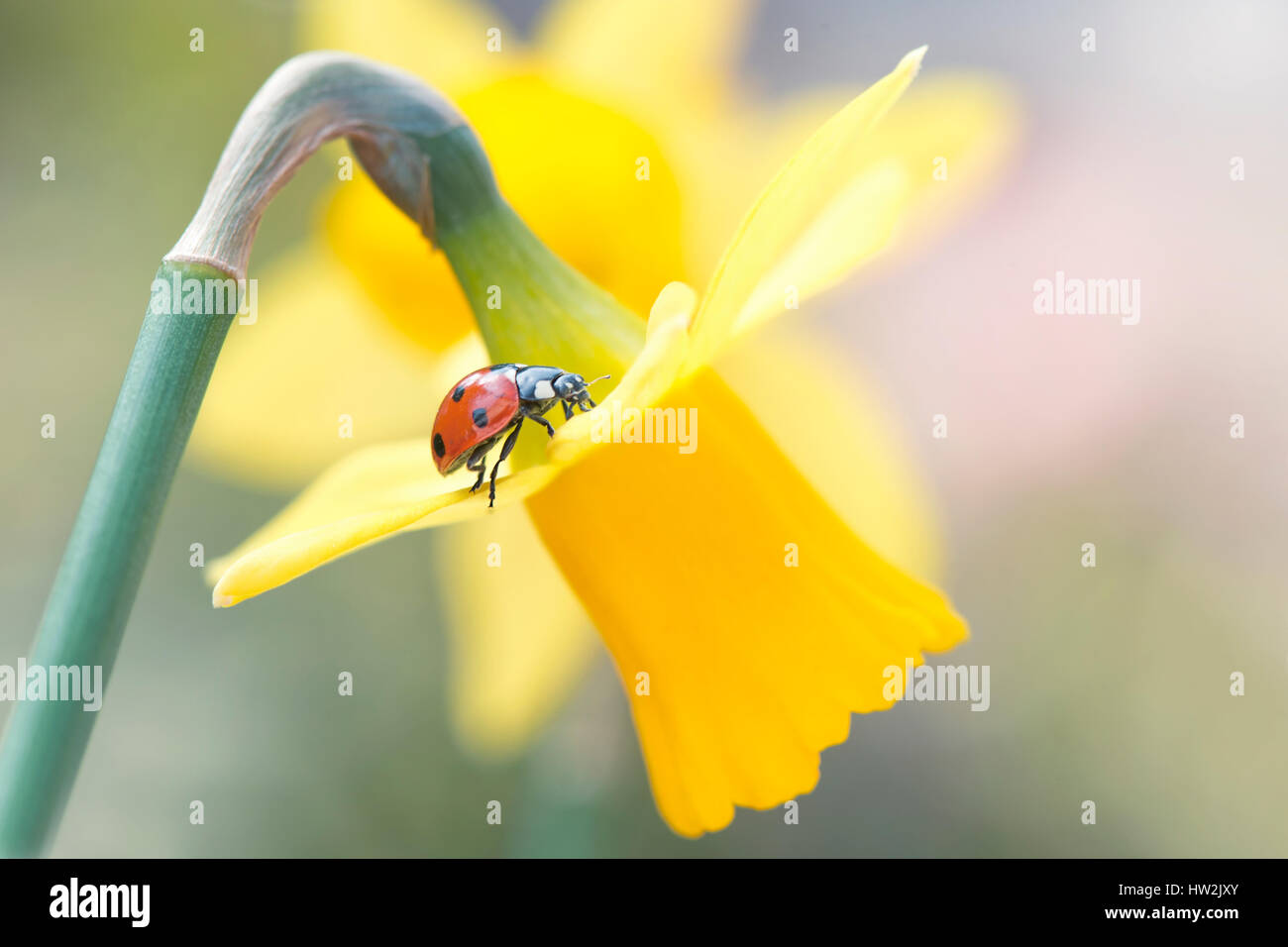 Ein 7-Punkt Marienkäfer - Coccinella 7-Trommler, auf eine gelb, Frühling blühenden Narzissen - Narcissus Blume. Stockfoto