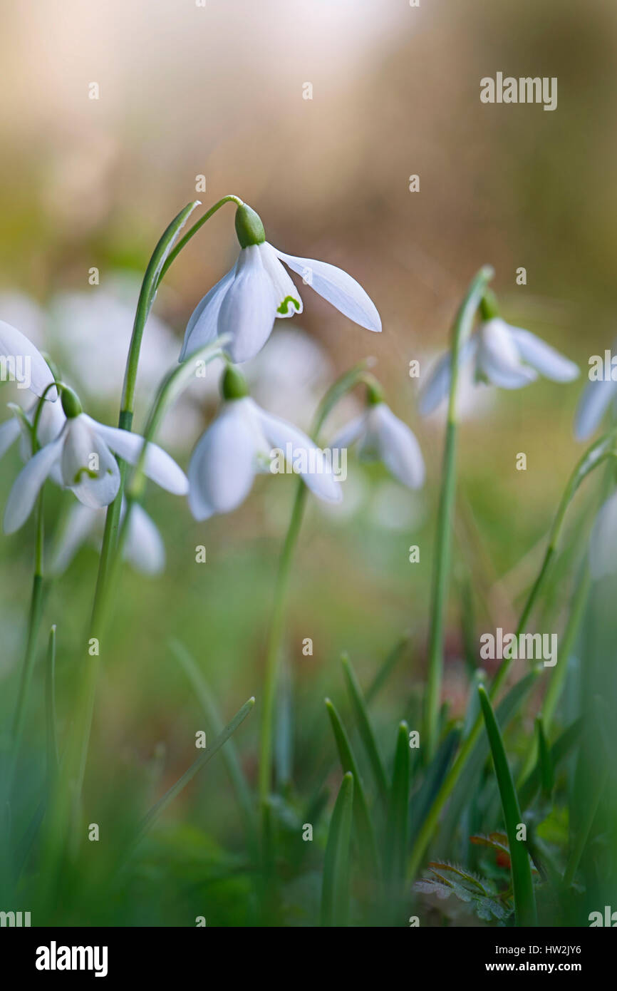 Nahaufnahme Bild der Blüte, zarte Feder weiße gemeinsame Schneeglöckchen Blumen auch bekannt als Galanthus Nivalis, einem weichen Hintergrund genommen. Stockfoto