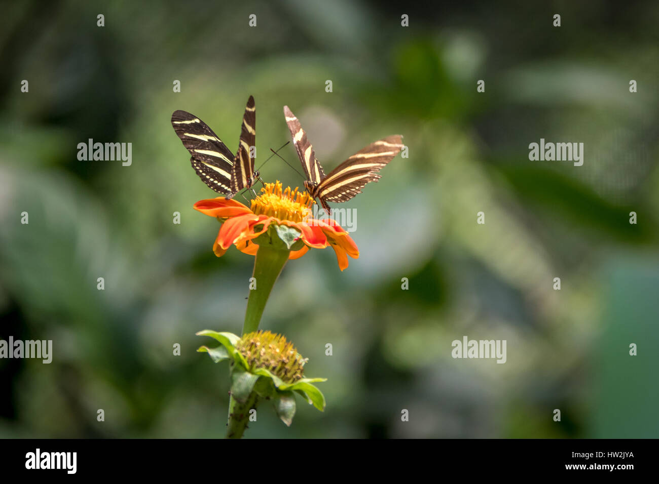 Zwei Zebra-Langflügel-Schmetterlinge (Heliconius charithonia) auf einer orangen Blume Stockfoto