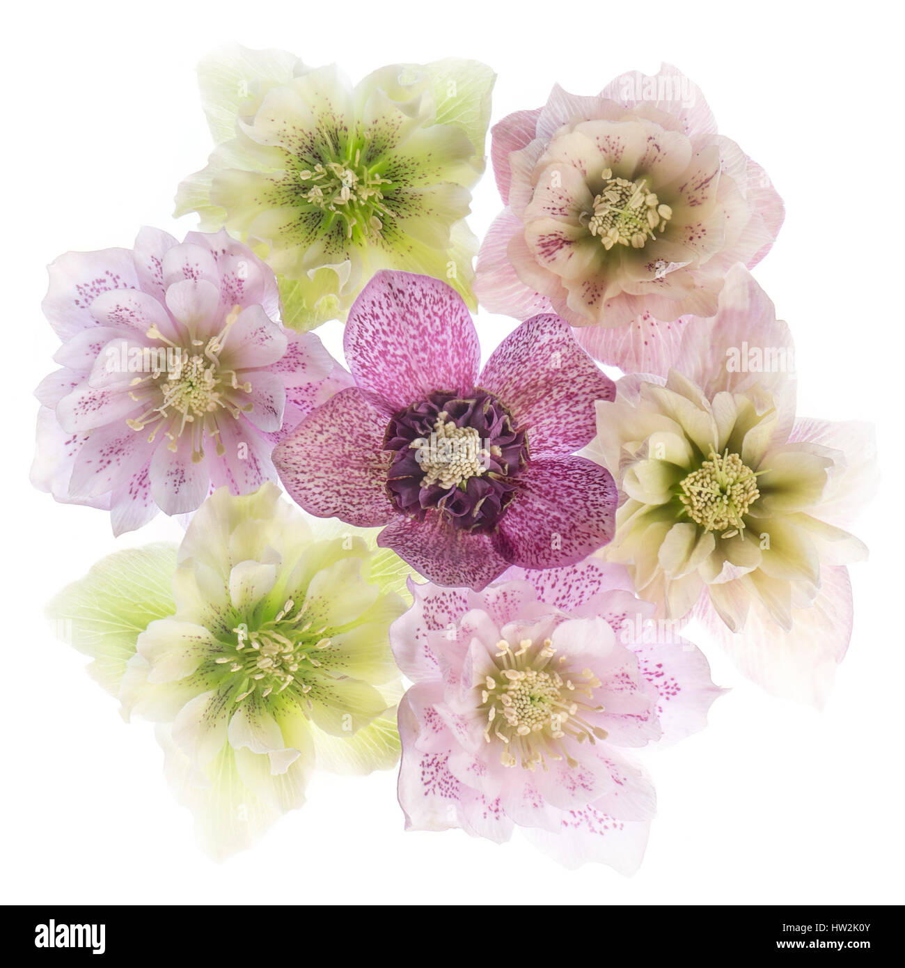 Ein High-Key, Studio Bild der zarten und bunten Nieswurz Blumen auch bekannt als Fastenzeit Rosen gegen einen weißen Hintergrund. Stockfoto