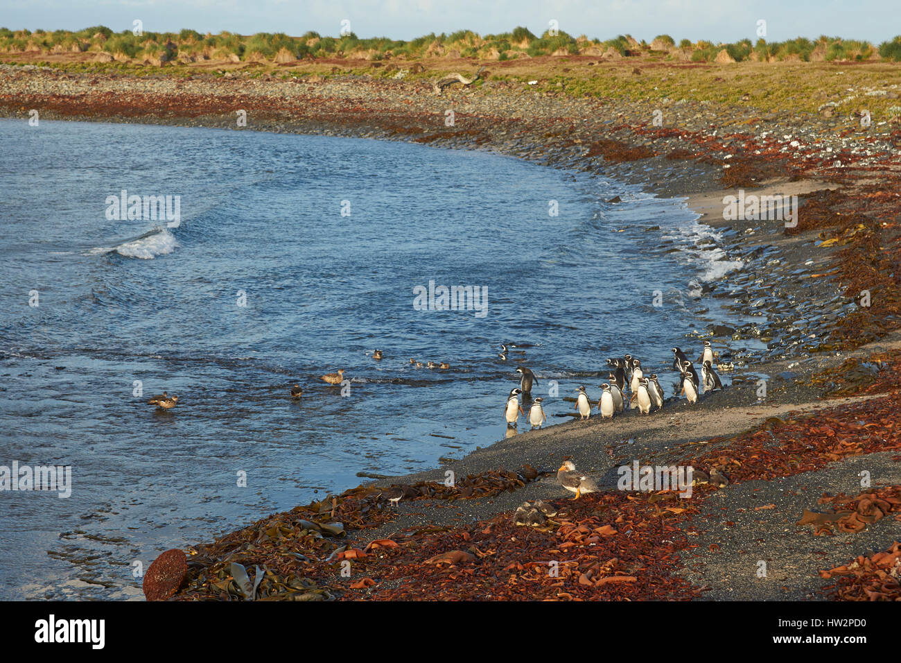 Magellan-Pinguine (Spheniscus Magellanicus) und Falkland-Dampfschiffenten (Tachyeres Brachypterus) an einem Strand auf Bleaker Island in den Falkland-Inseln Stockfoto