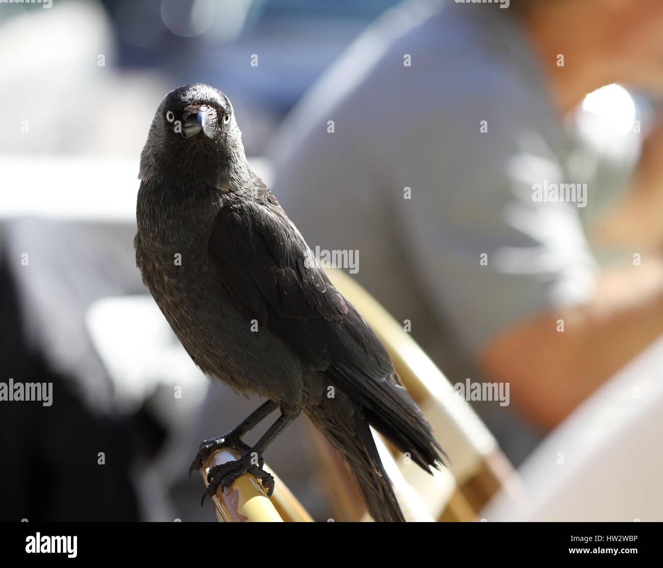 Ein dunkler Vogel auf einem Stuhl sitzend Stockfotografie - Alamy