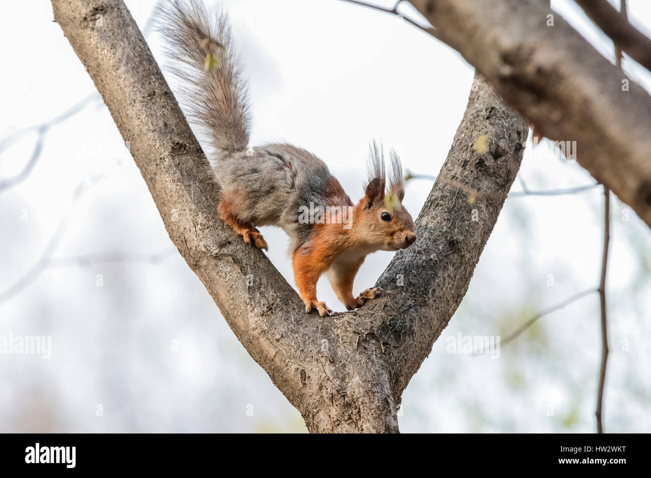 Europäische Eichhörnchen, eurasische Eichhörnchen (Sciurus Vulgaris) Ersatz der Winter Wolle im Frühjahr. Stockfoto