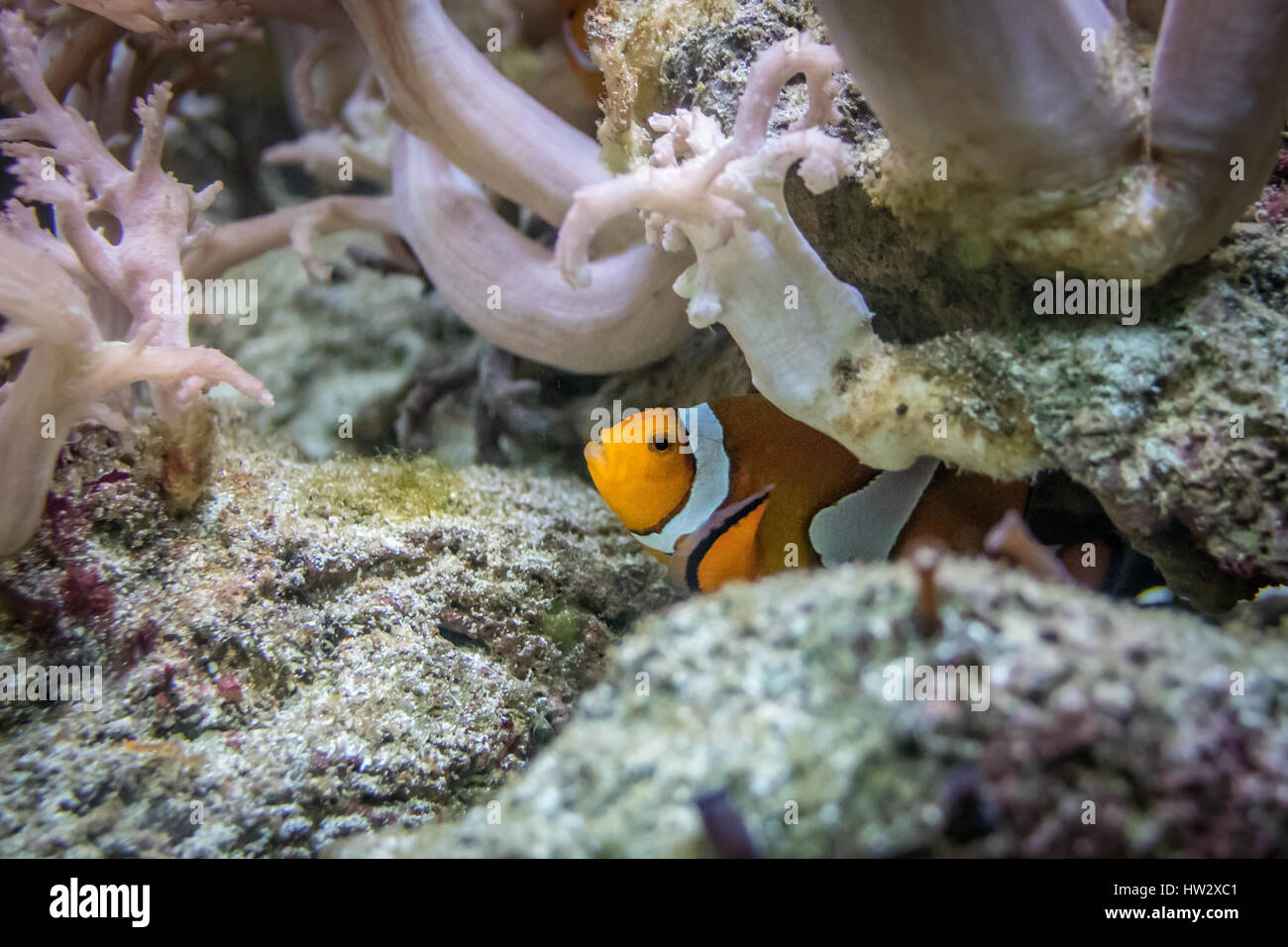 Clown Fische verstecken Stockfoto