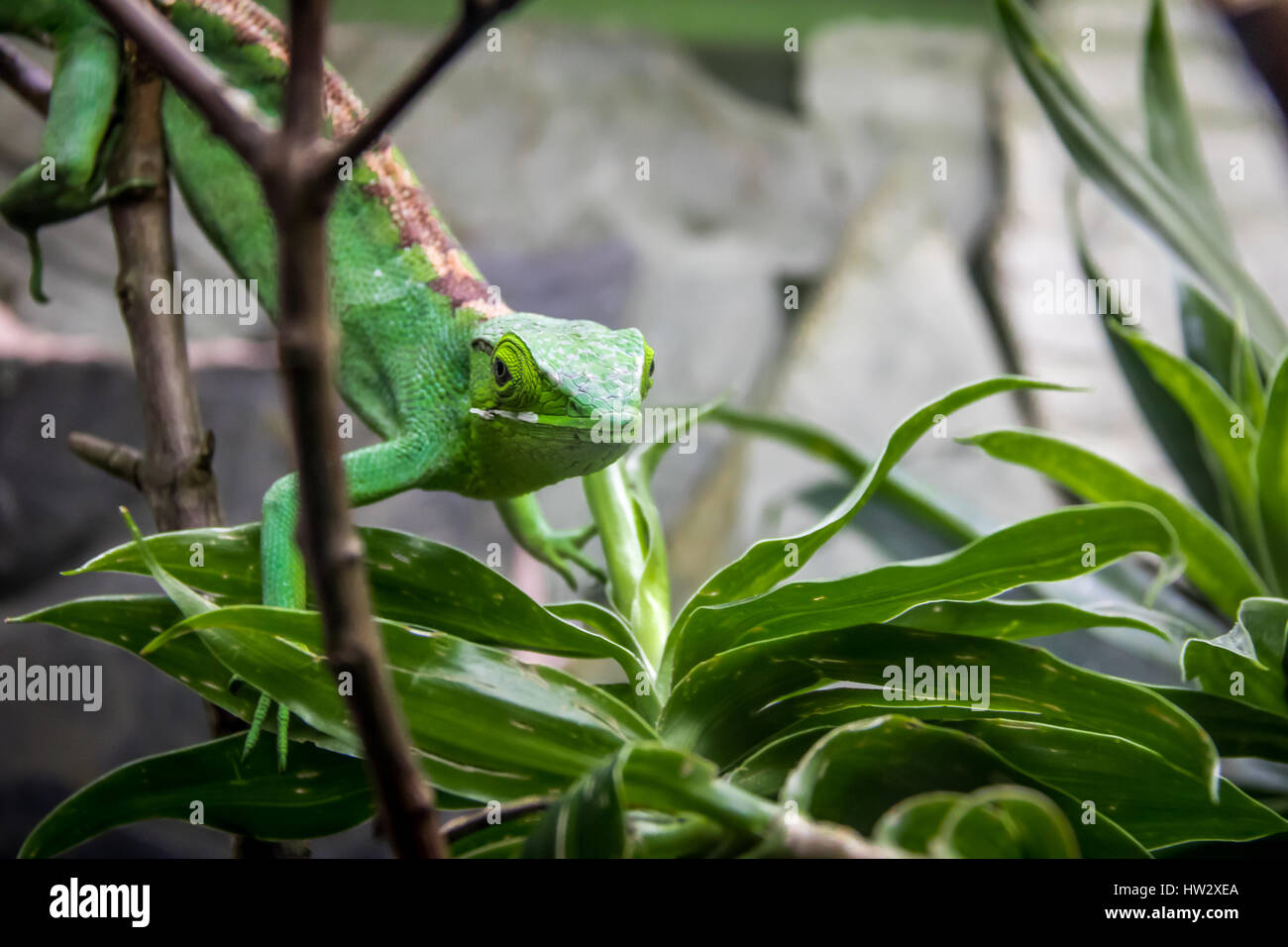 Grüne Eidechse - Bertholds Bush Anole (Polychrus Gutturosus) Stockfoto