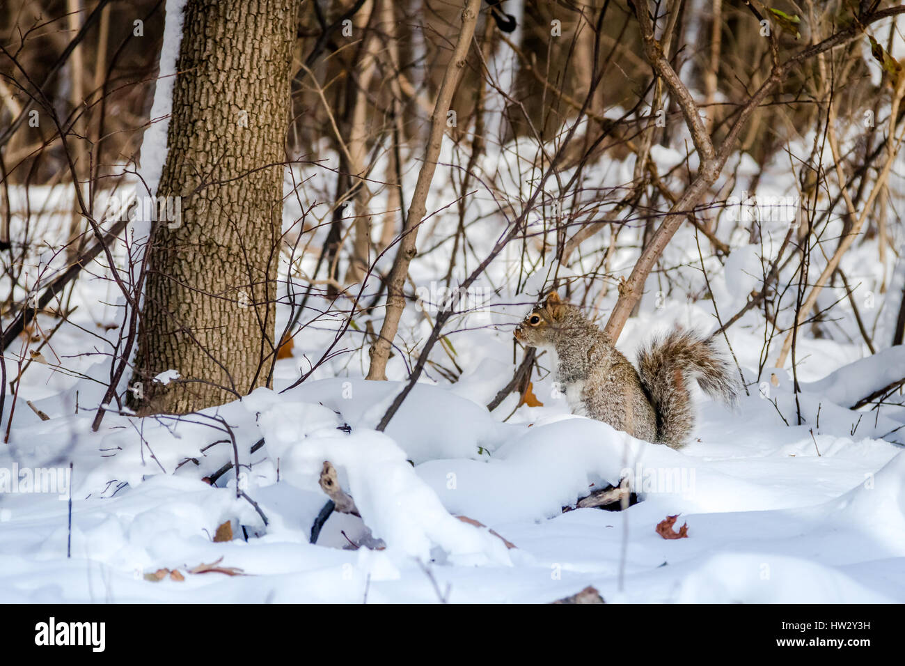 Graue Eichhörnchen im Schnee Stockfoto