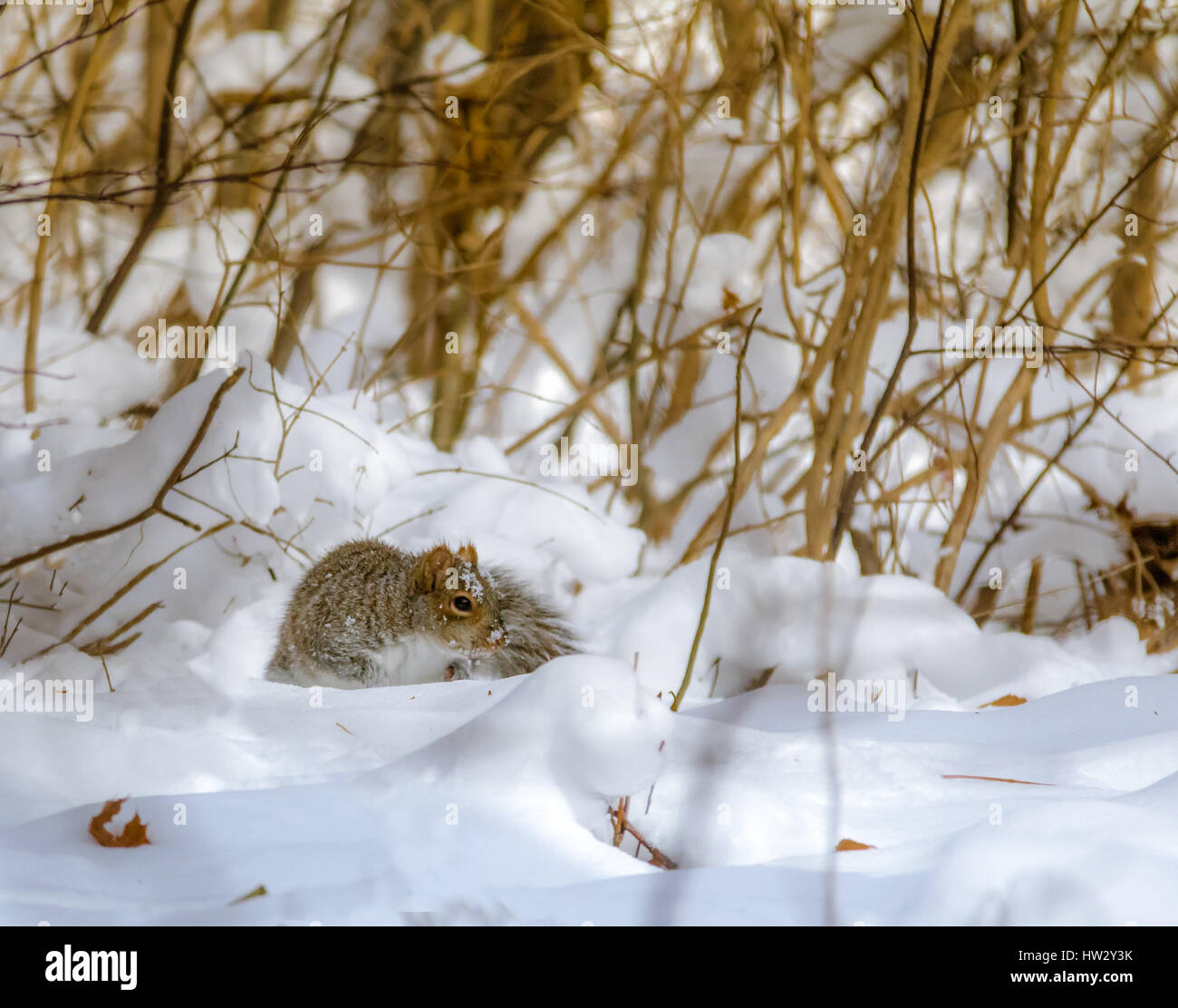 Graue Eichhörnchen im Schnee Stockfoto