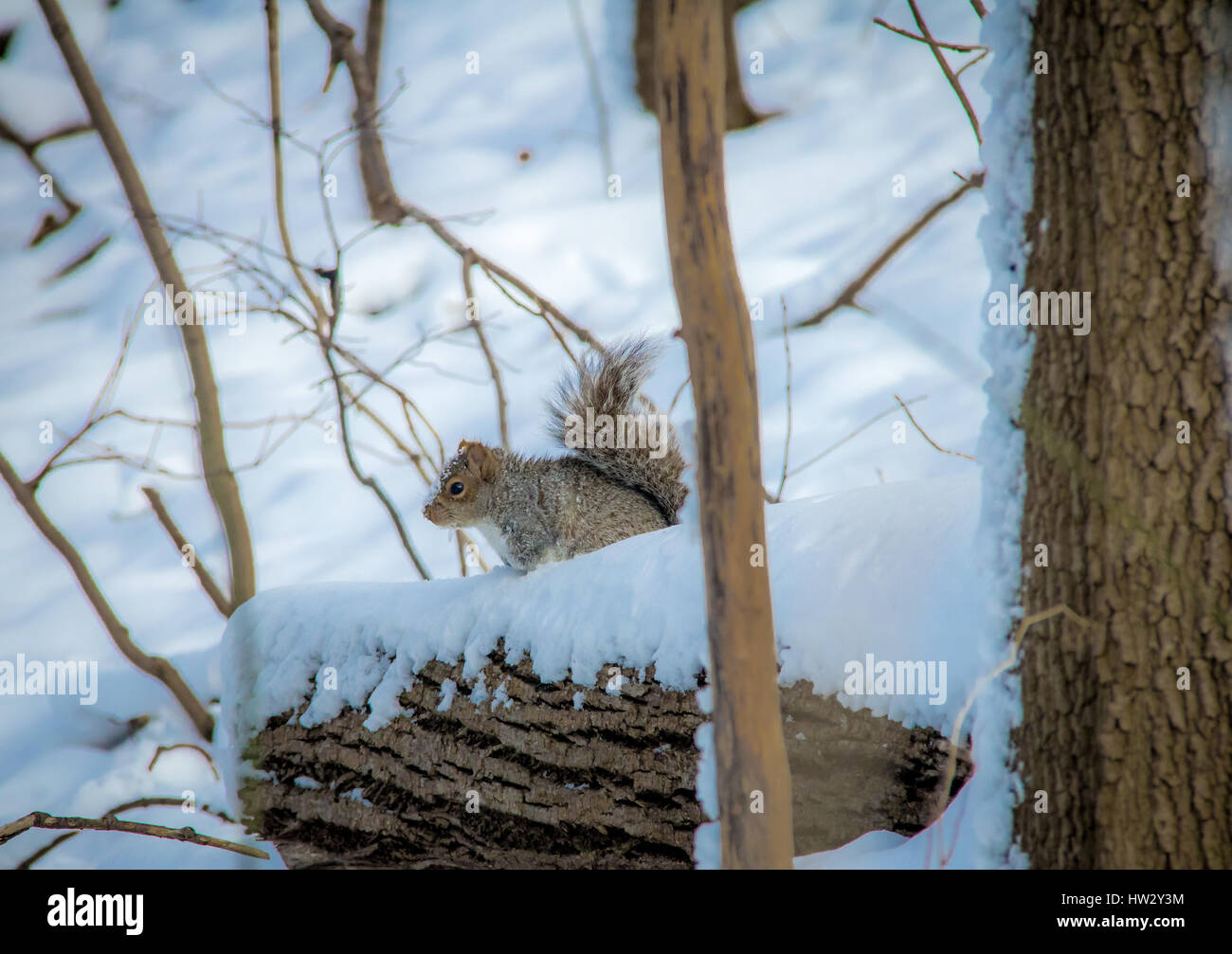 Graue Eichhörnchen im Schnee Stockfoto