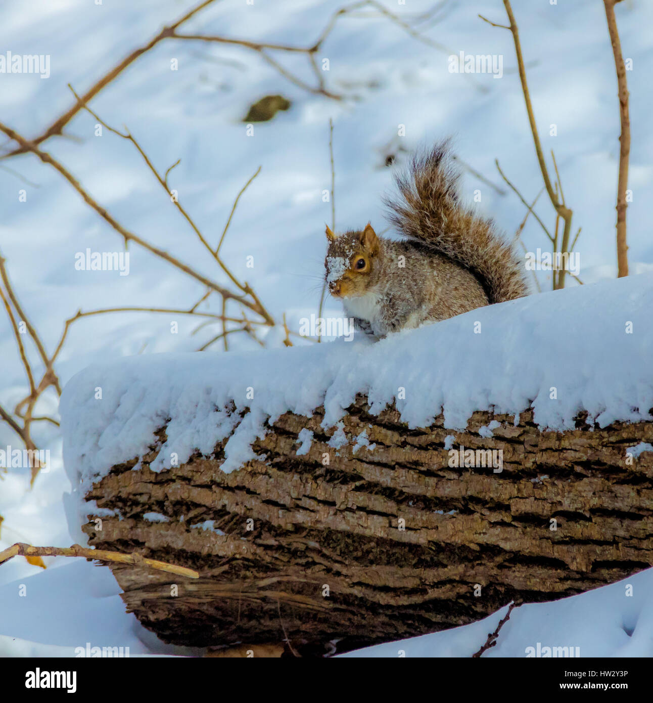 Graue Eichhörnchen im Schnee Stockfoto