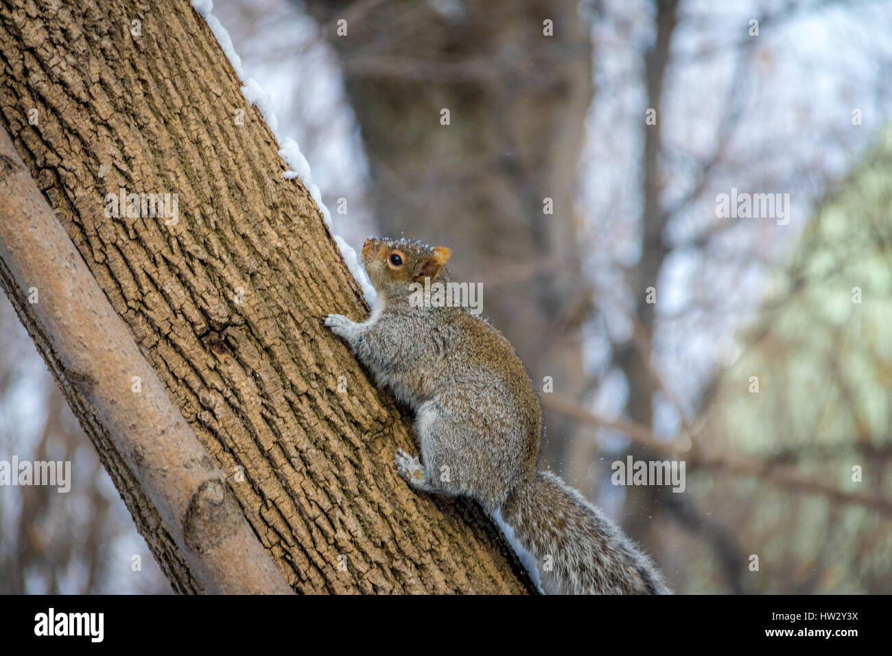 Graue Eichhörnchen im Schnee Stockfoto
