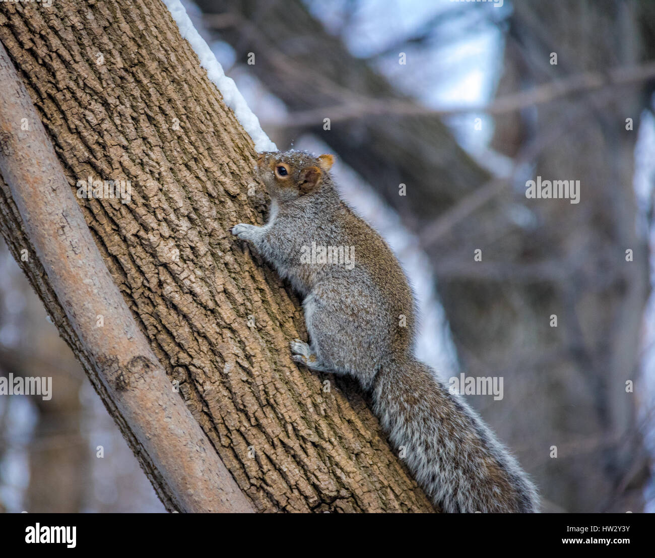 Graue Eichhörnchen im Schnee Stockfoto