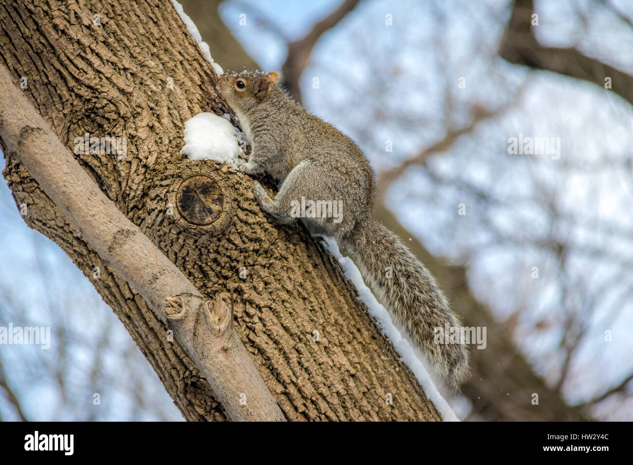 Graue Eichhörnchen im Schnee Stockfoto